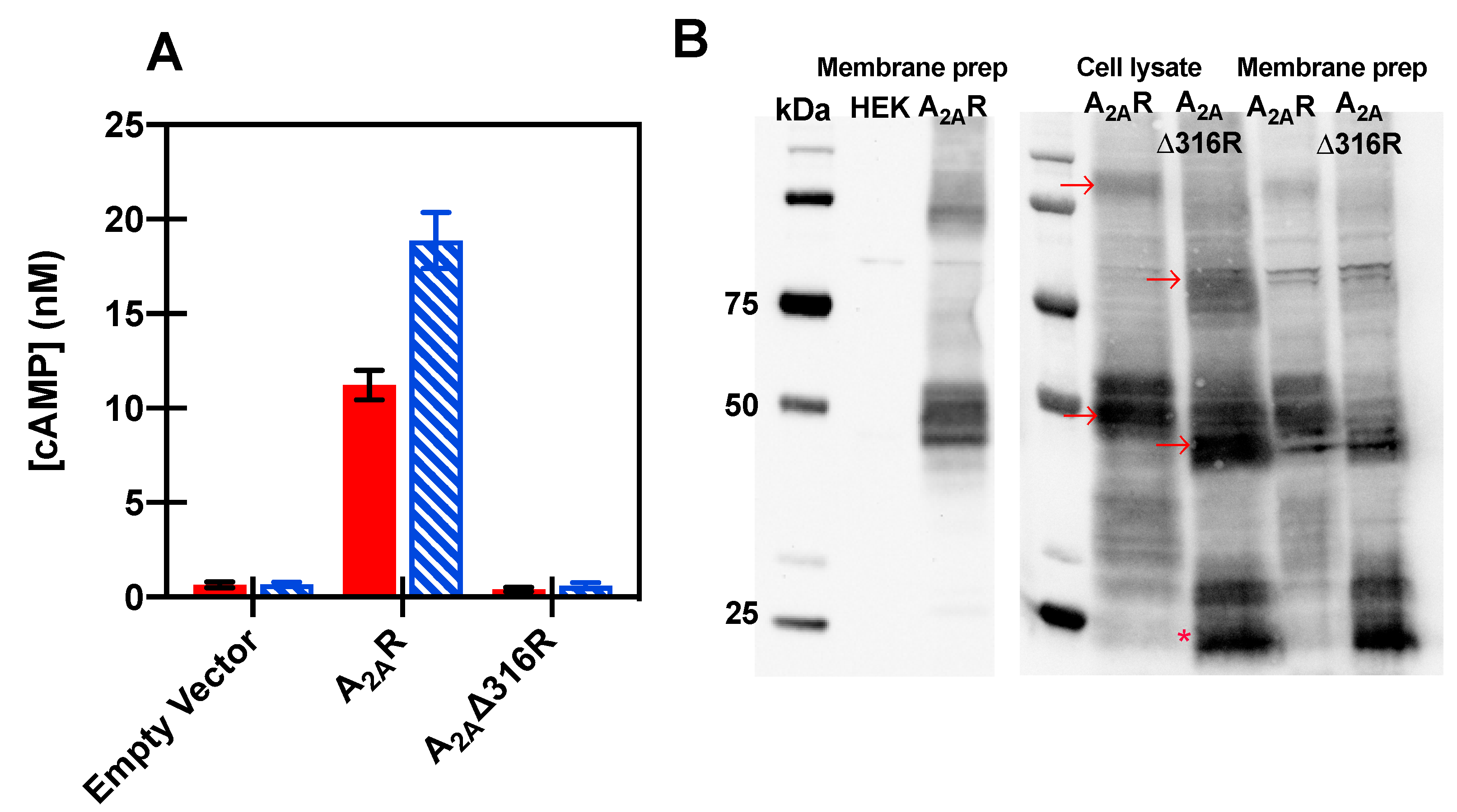 Biomedicines 08 00603 g002 Biomedicines 08 00603 g002