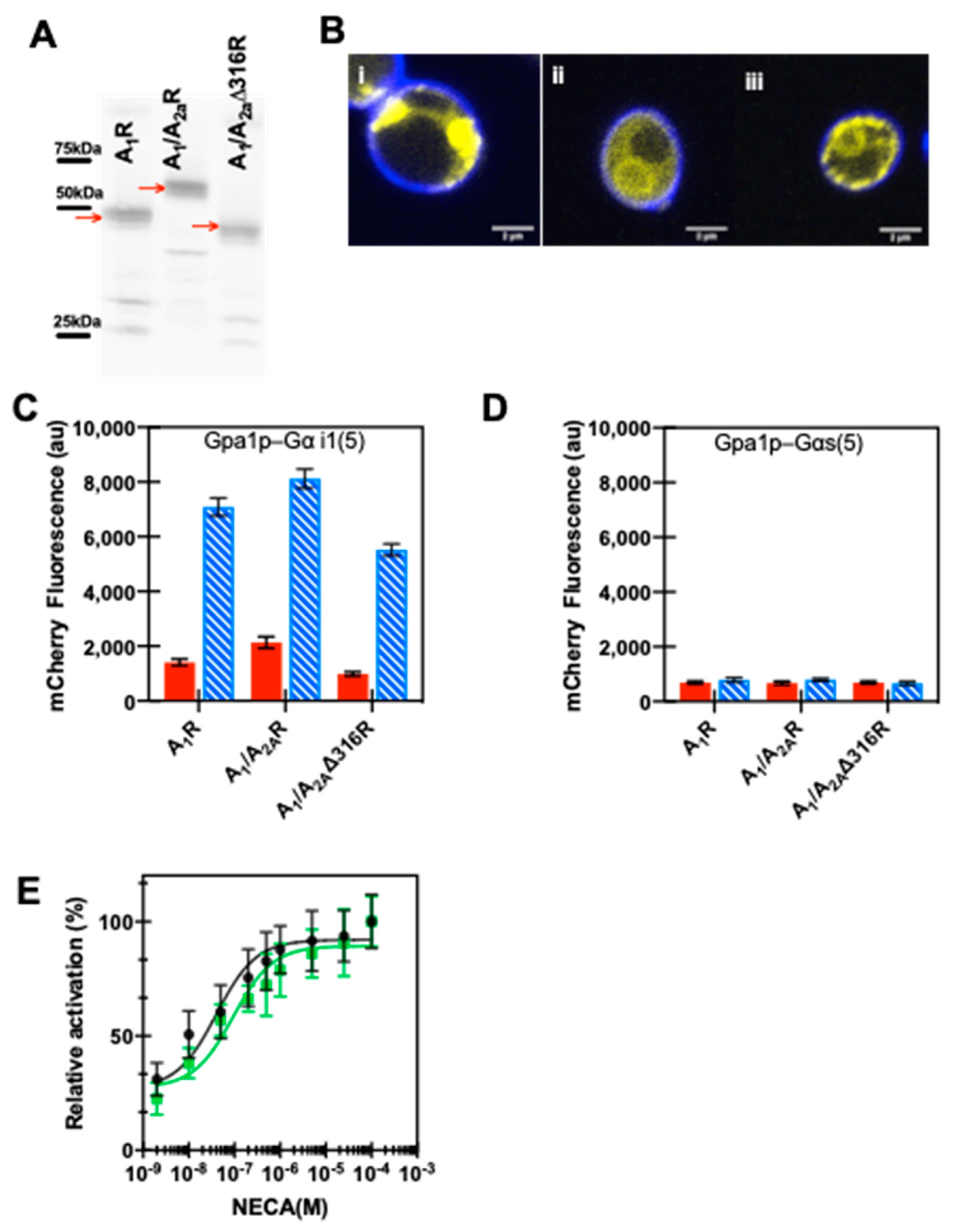 Biomedicines 08 00603 g006 Biomedicines 08 00603 g006