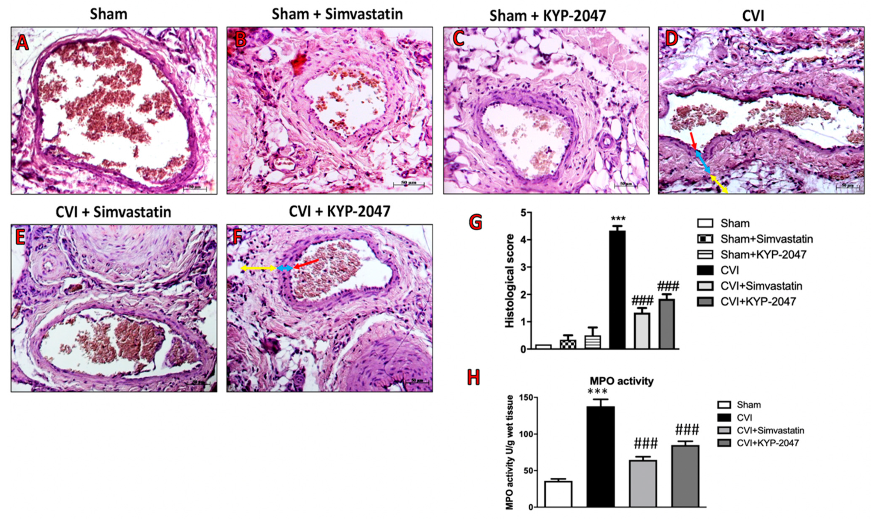 Biomedicines 08 00604 g005
