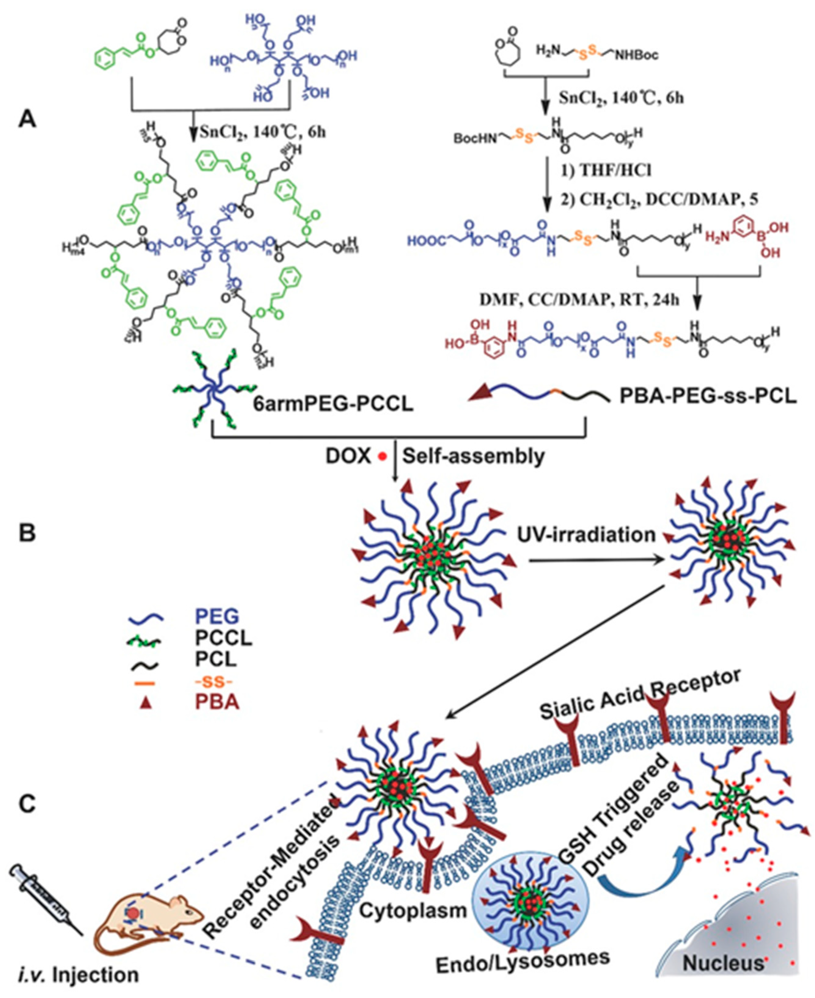 Biomedicines 08 00618 g007