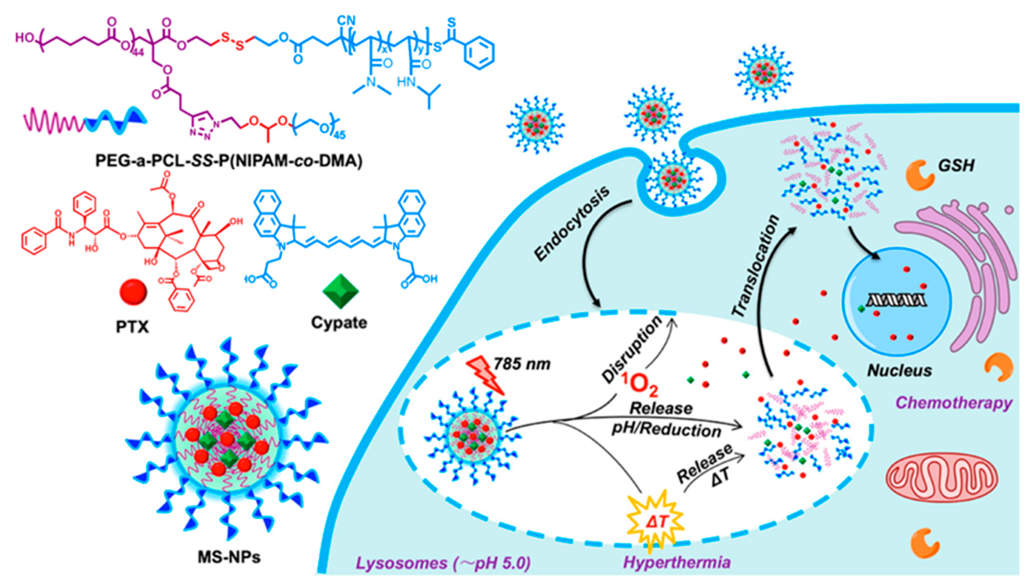 Biomedicines 08 00618 g008