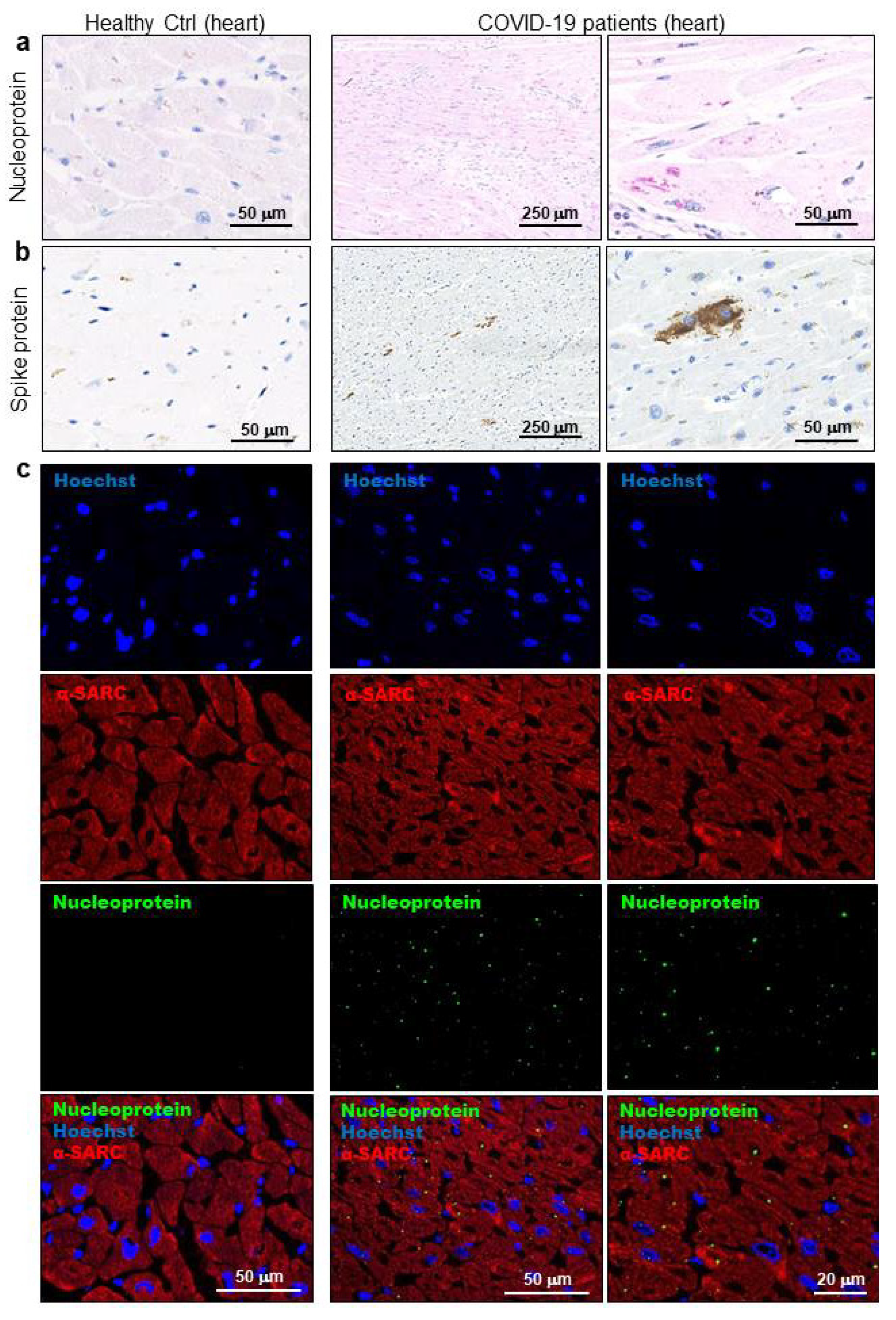 Biomedicines 08 00626 g002