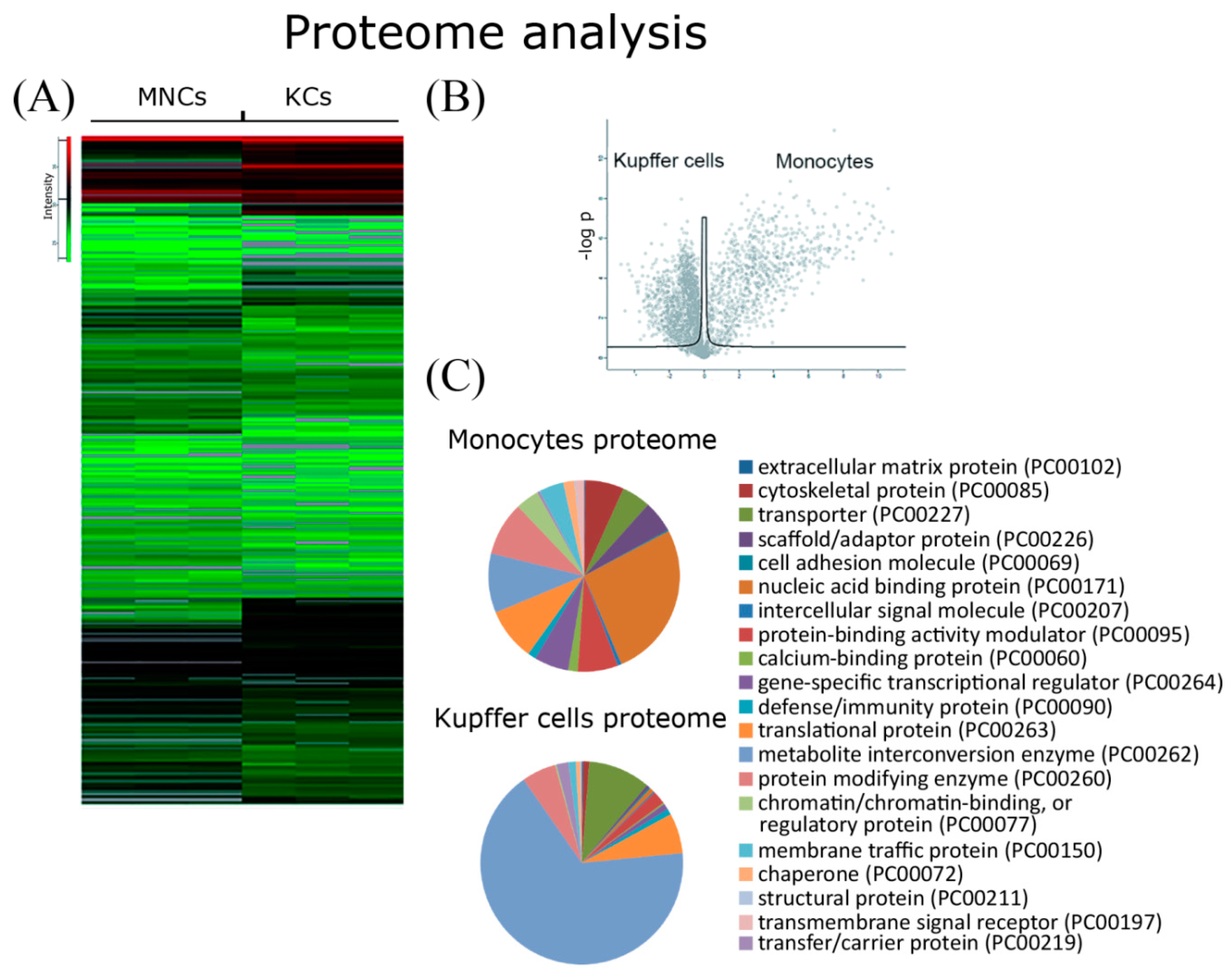 Biomedicines 08 00627 g004