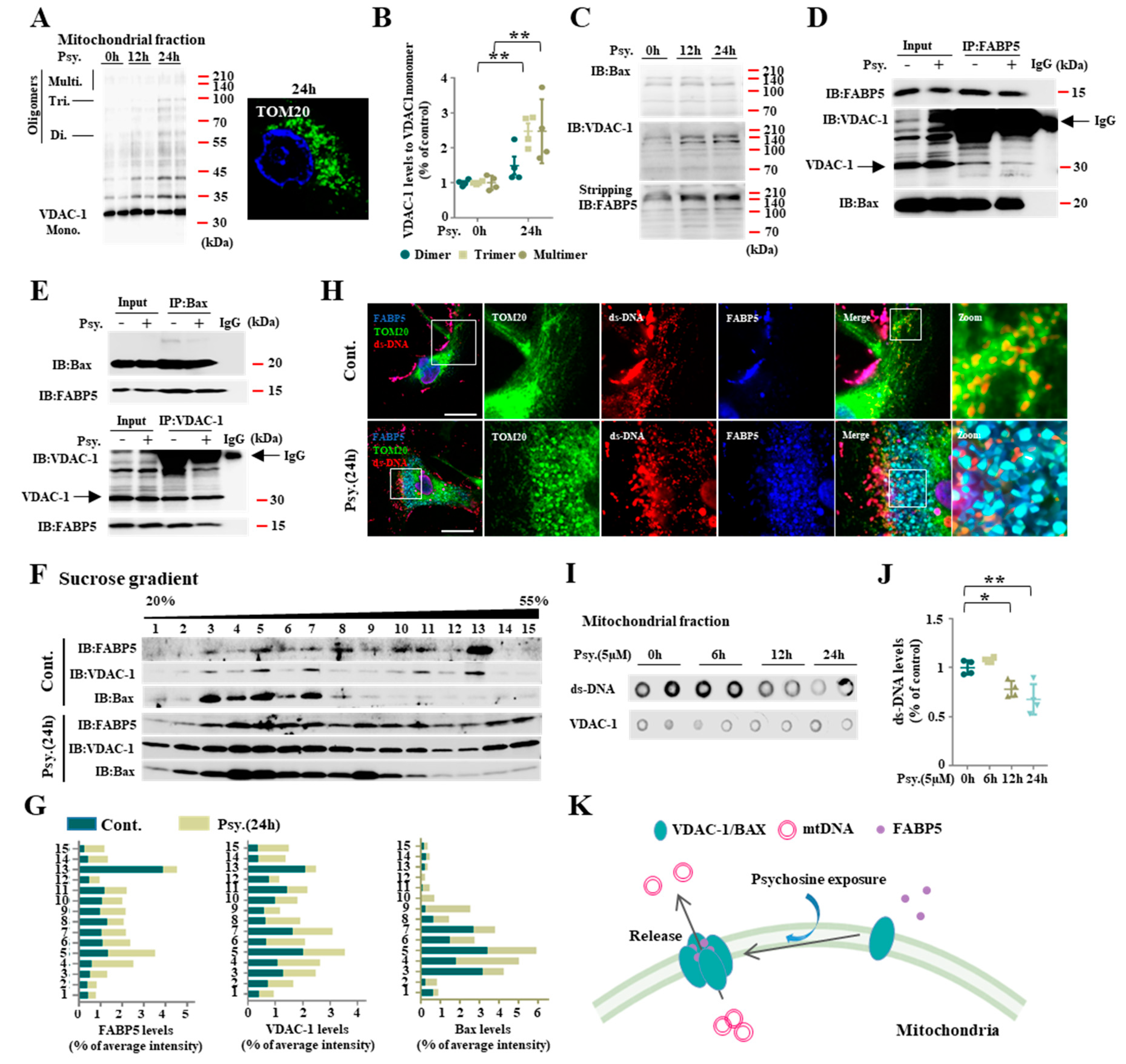 Fatty Acid Binding Protein 5 Mediates Cell Death by