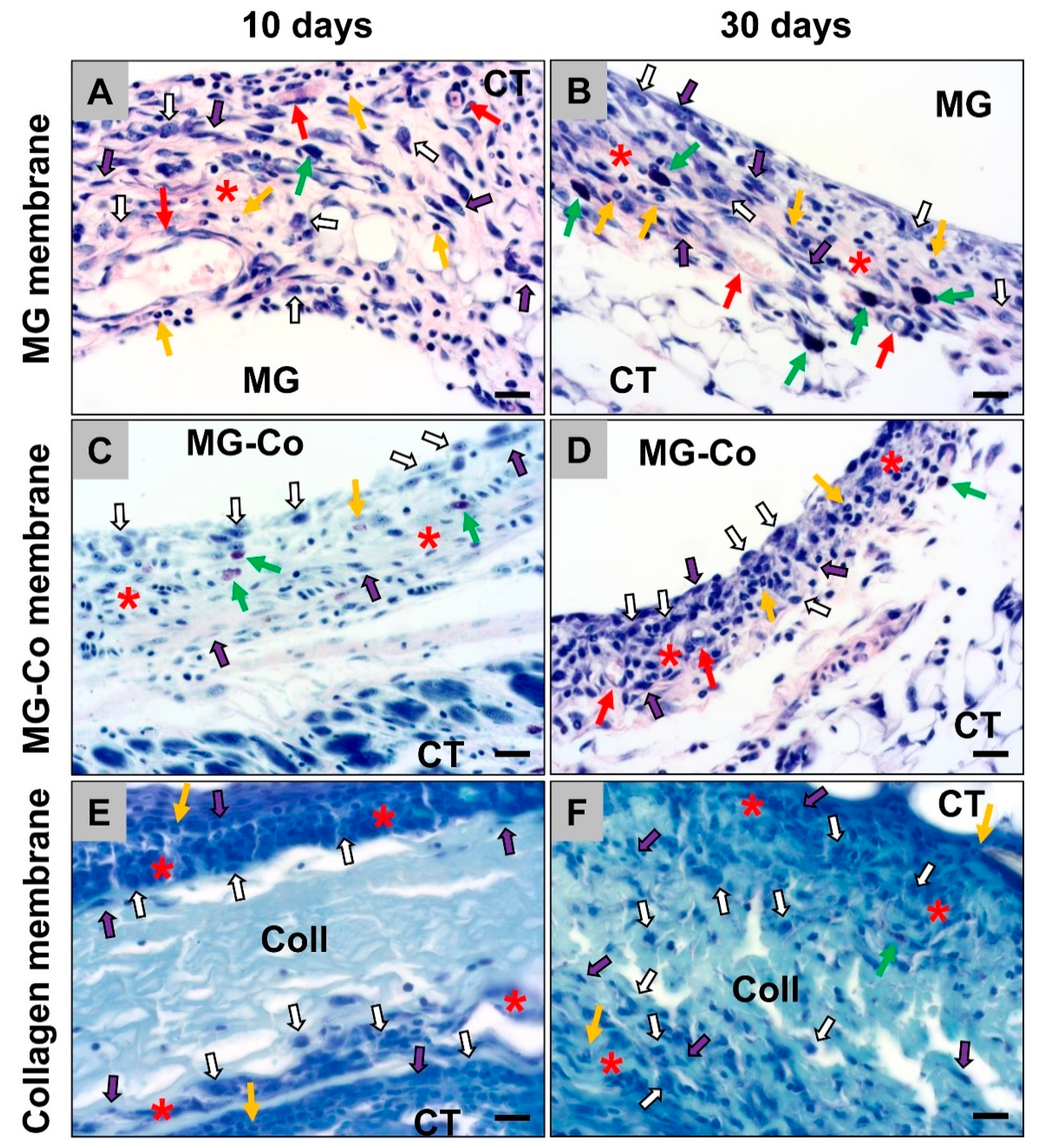 Biomedicines 08 00636 g003 Biomedicines 08 00636 g003