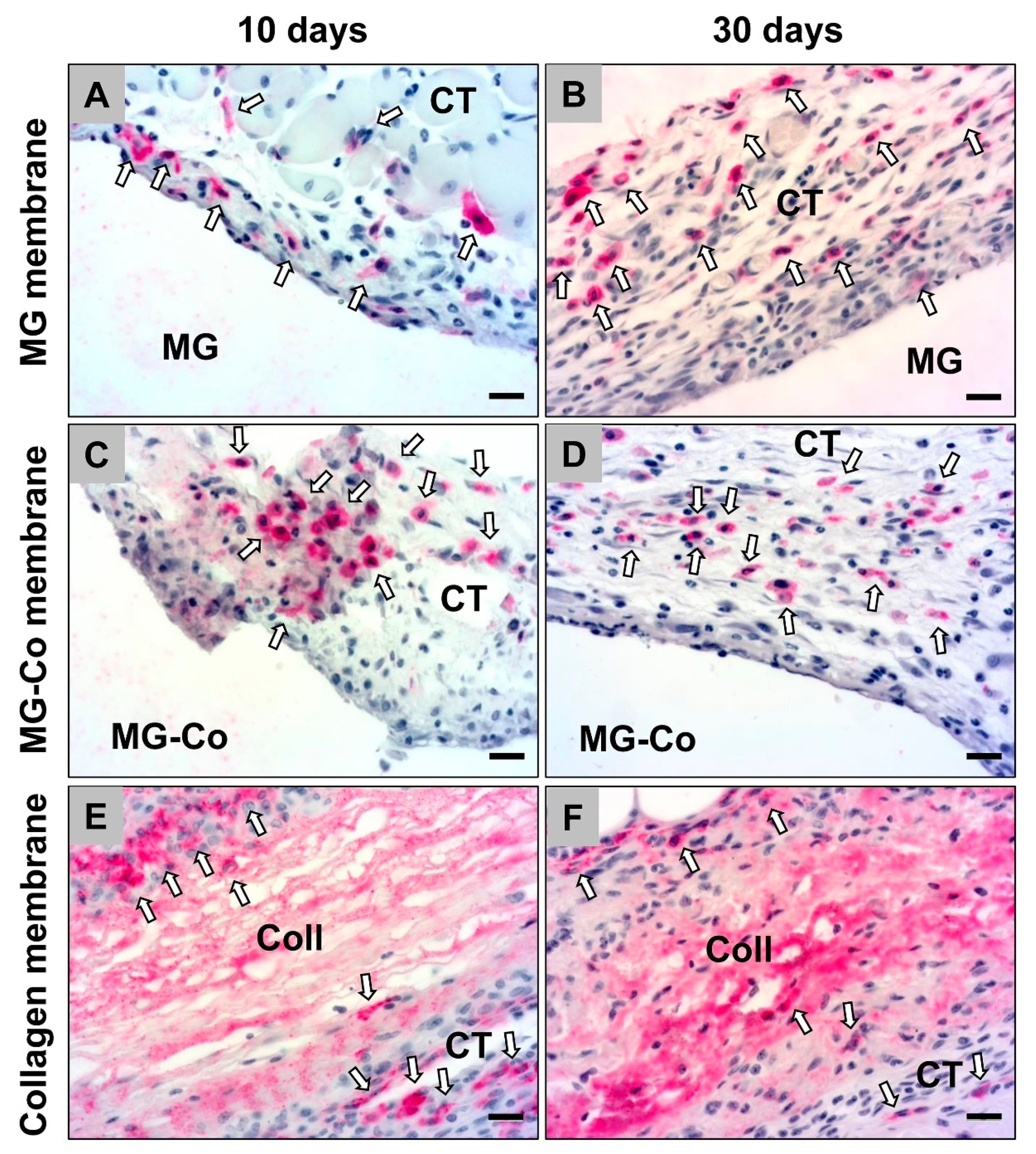 Biomedicines 08 00636 g004 Biomedicines 08 00636 g004
