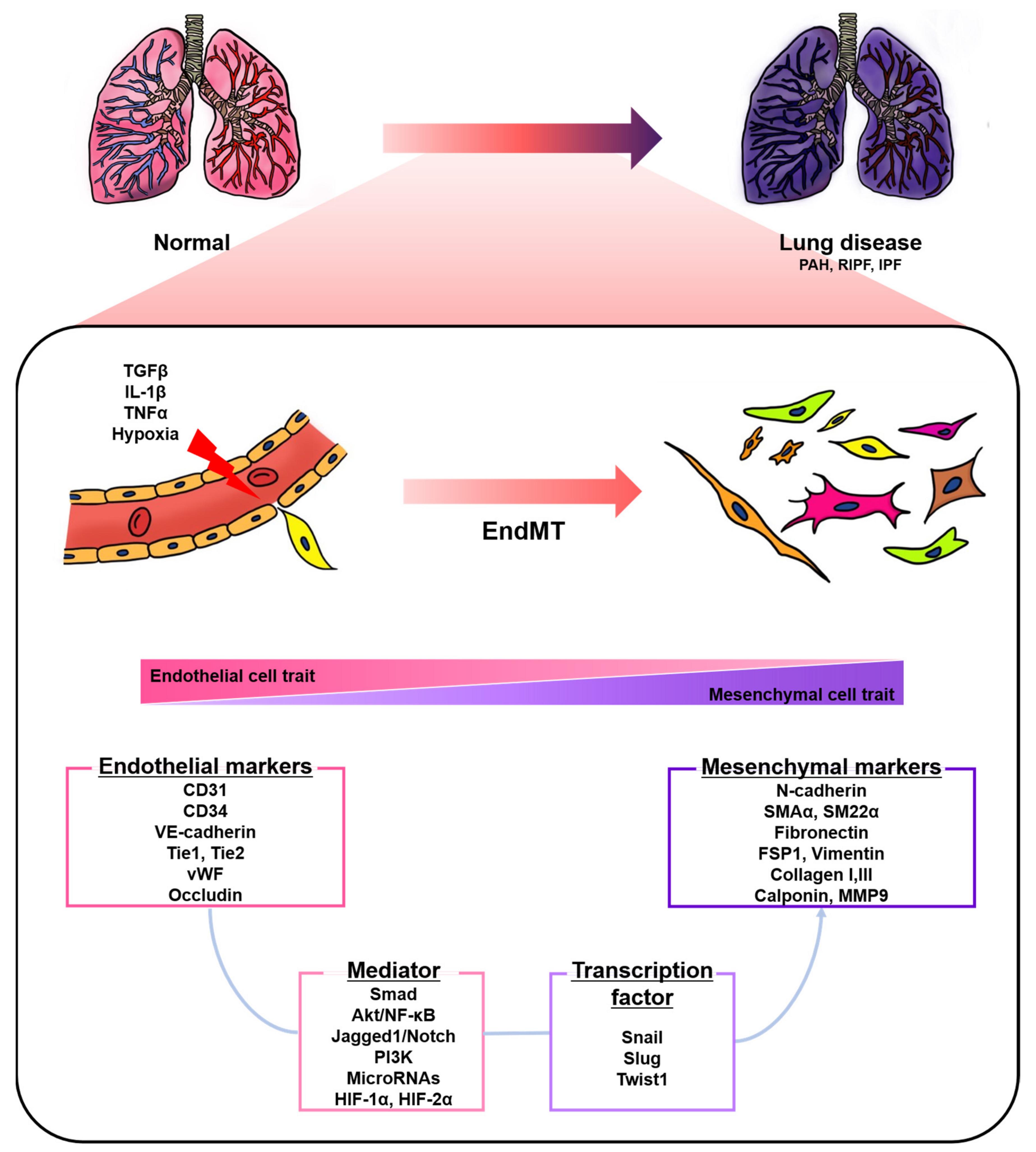 Biomedicines 08 00639 g001 Biomedicines 08 00639 g001