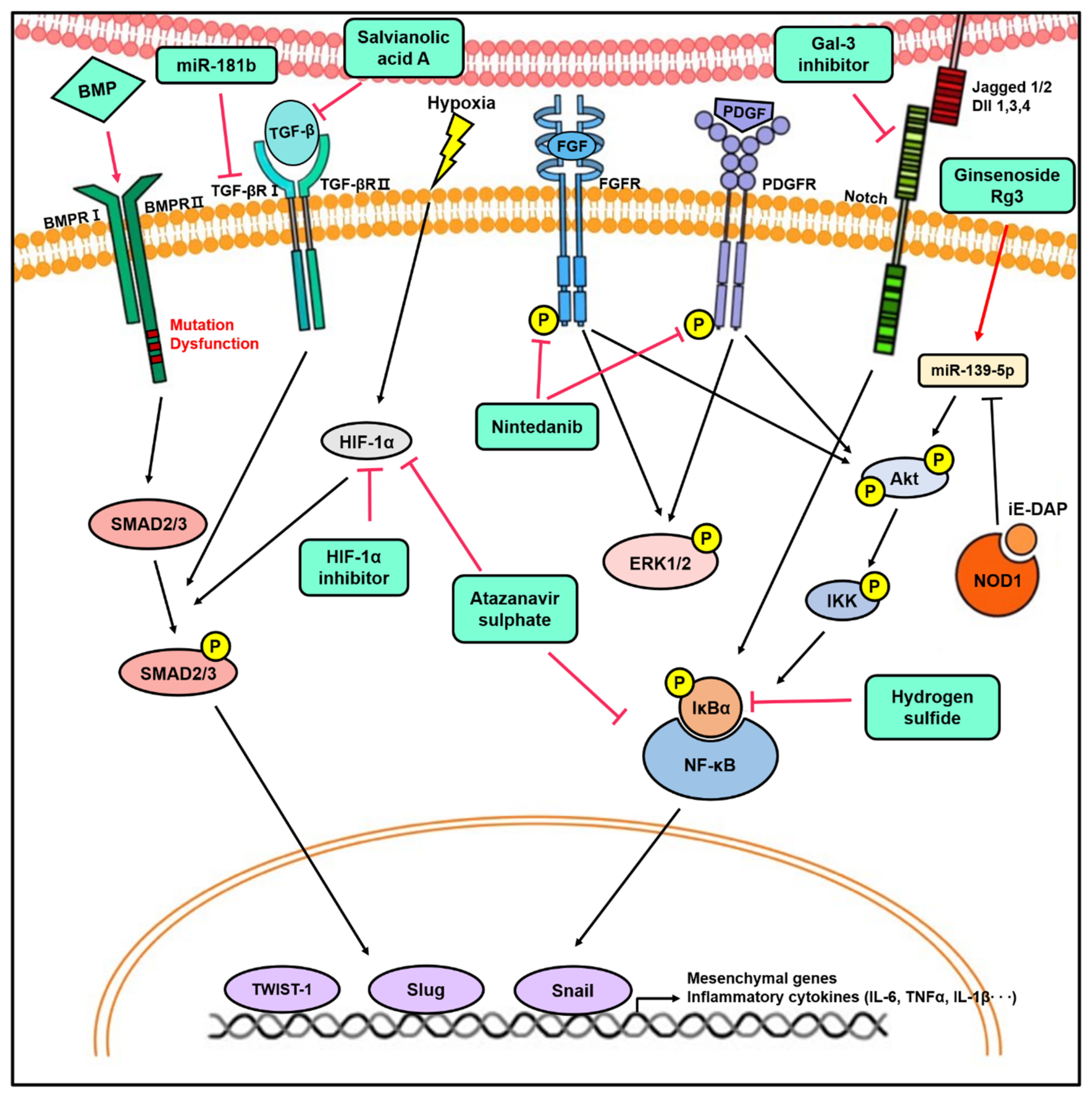 Biomedicines 08 00639 g003 Biomedicines 08 00639 g003