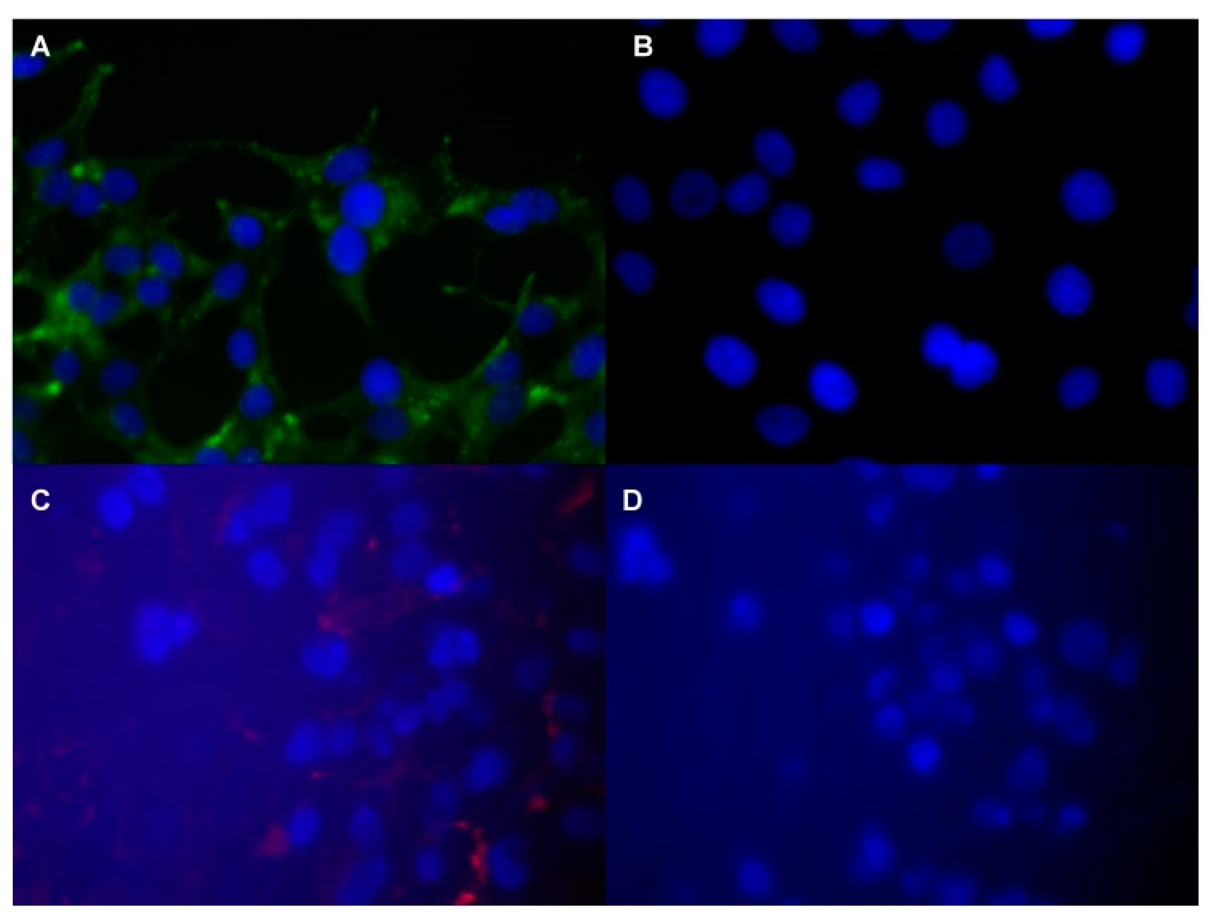 Biomedicines 09 00001 g005