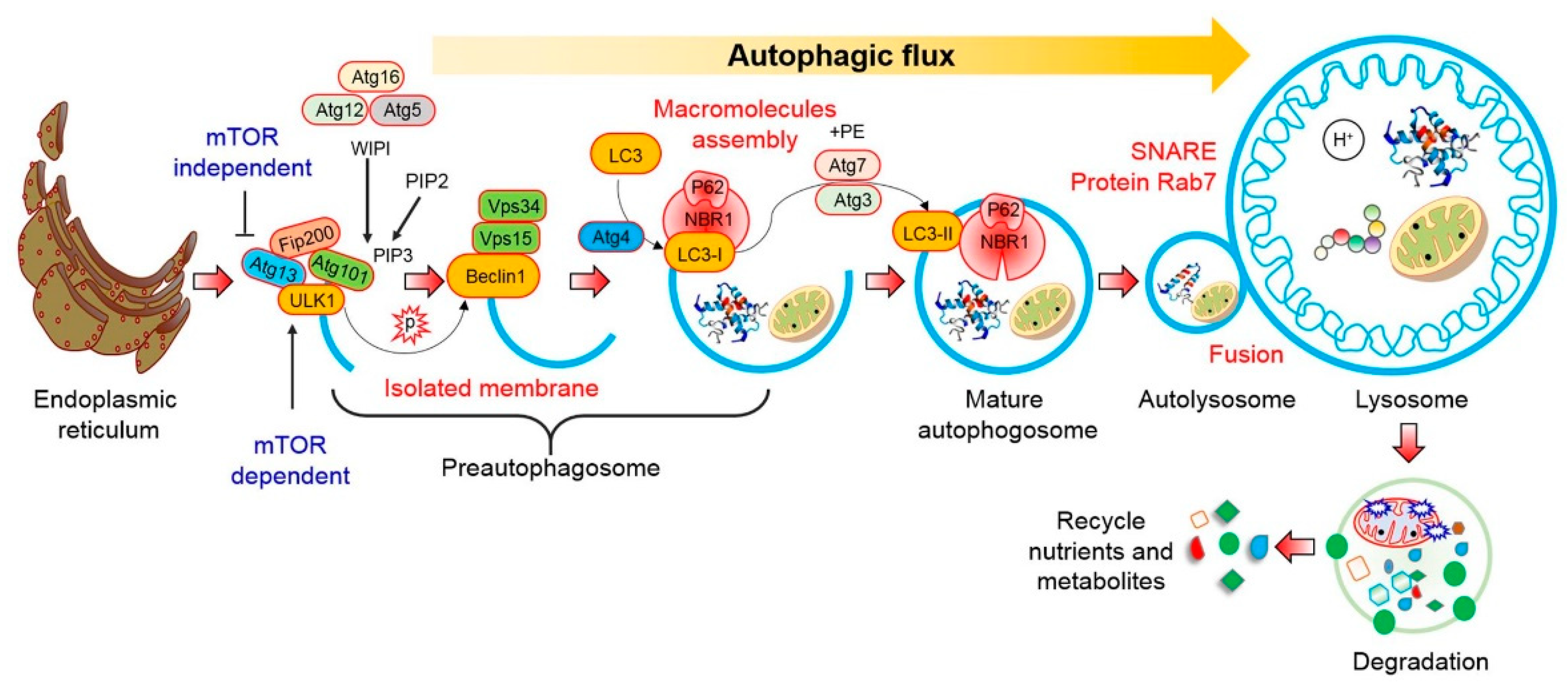 Biomedicines 09 00005 g001