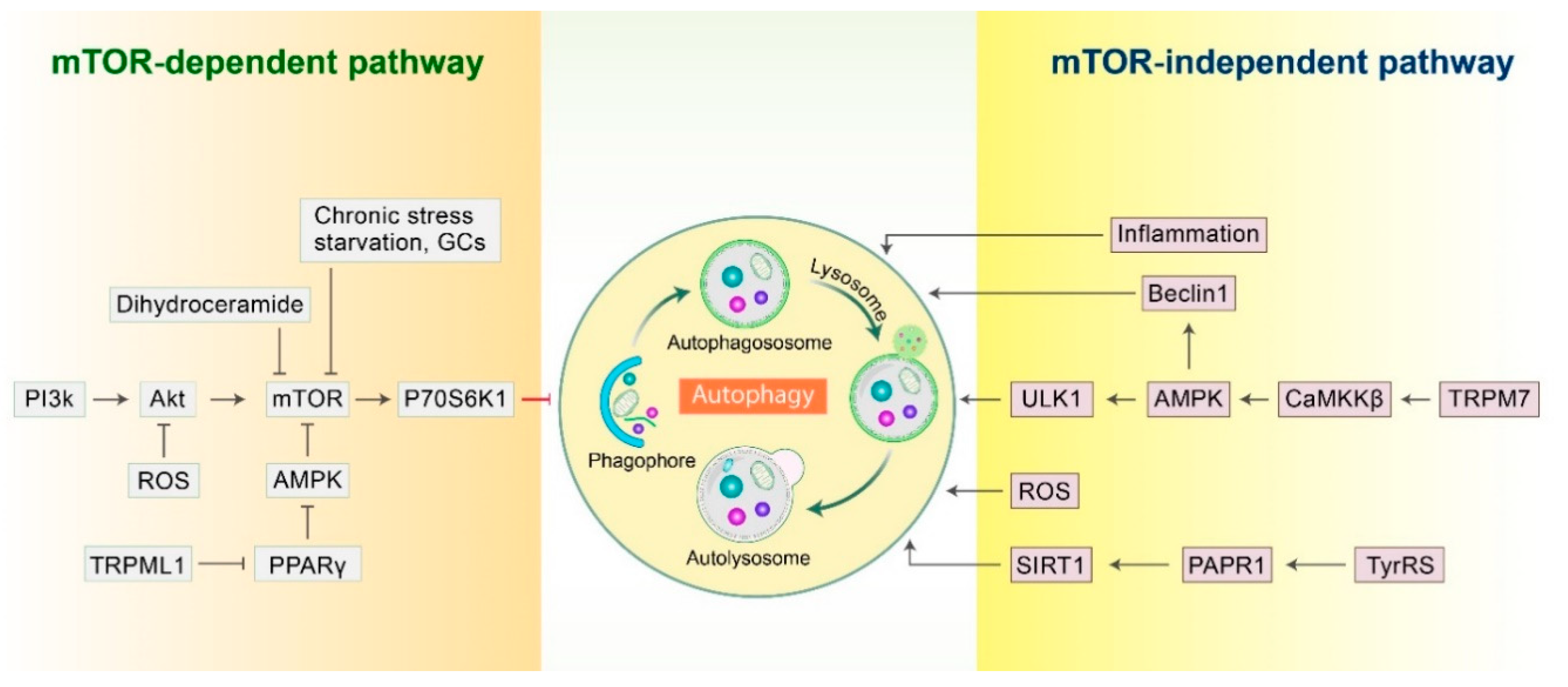 Biomedicines 09 00005 g002