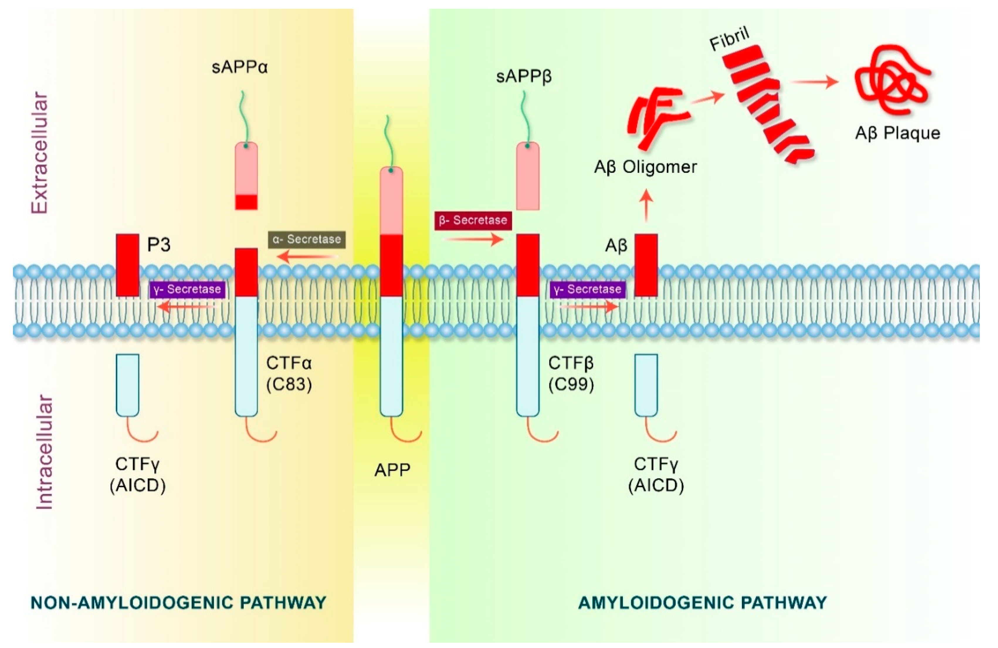 Biomedicines 09 00005 g003