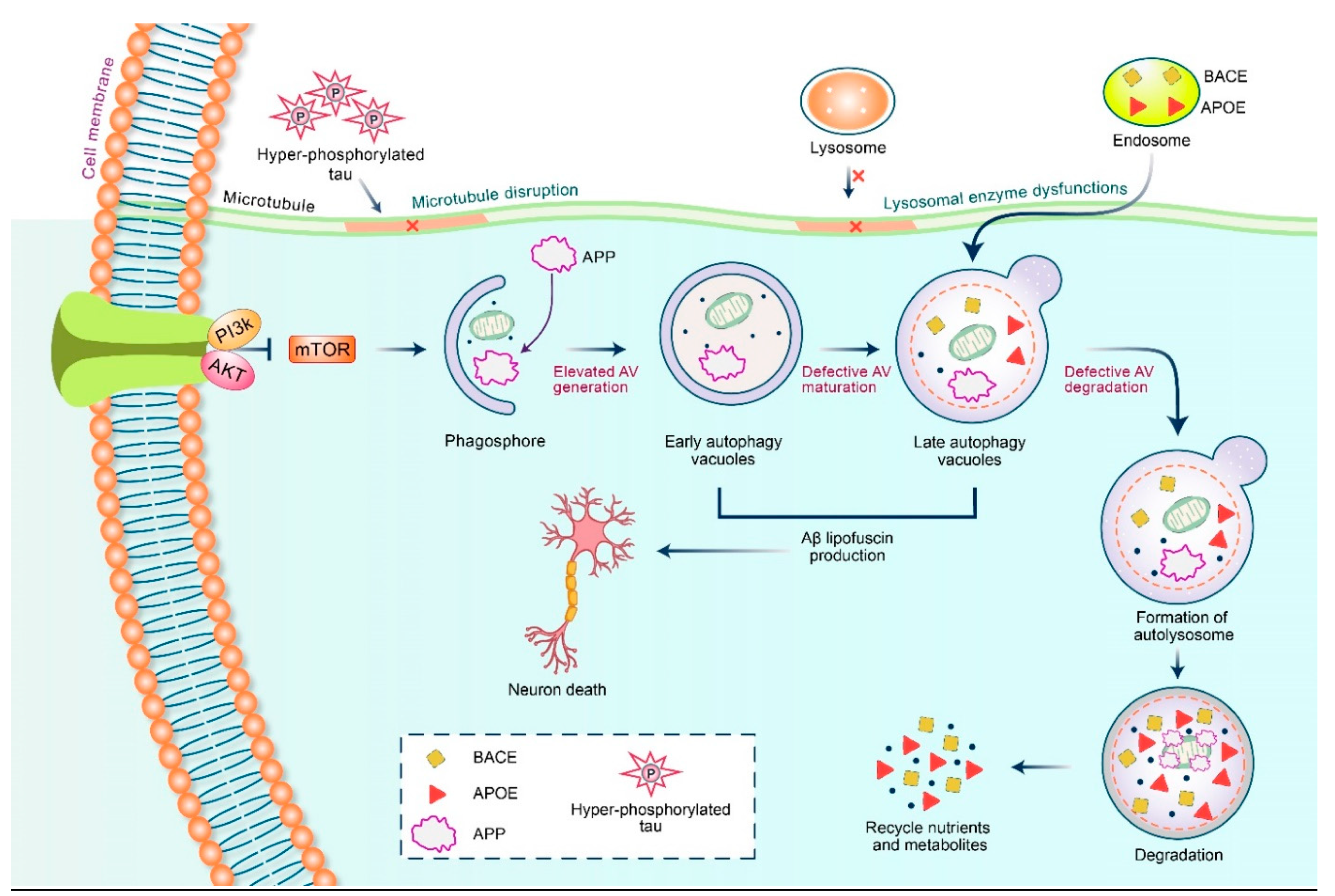 Biomedicines 09 00005 g005