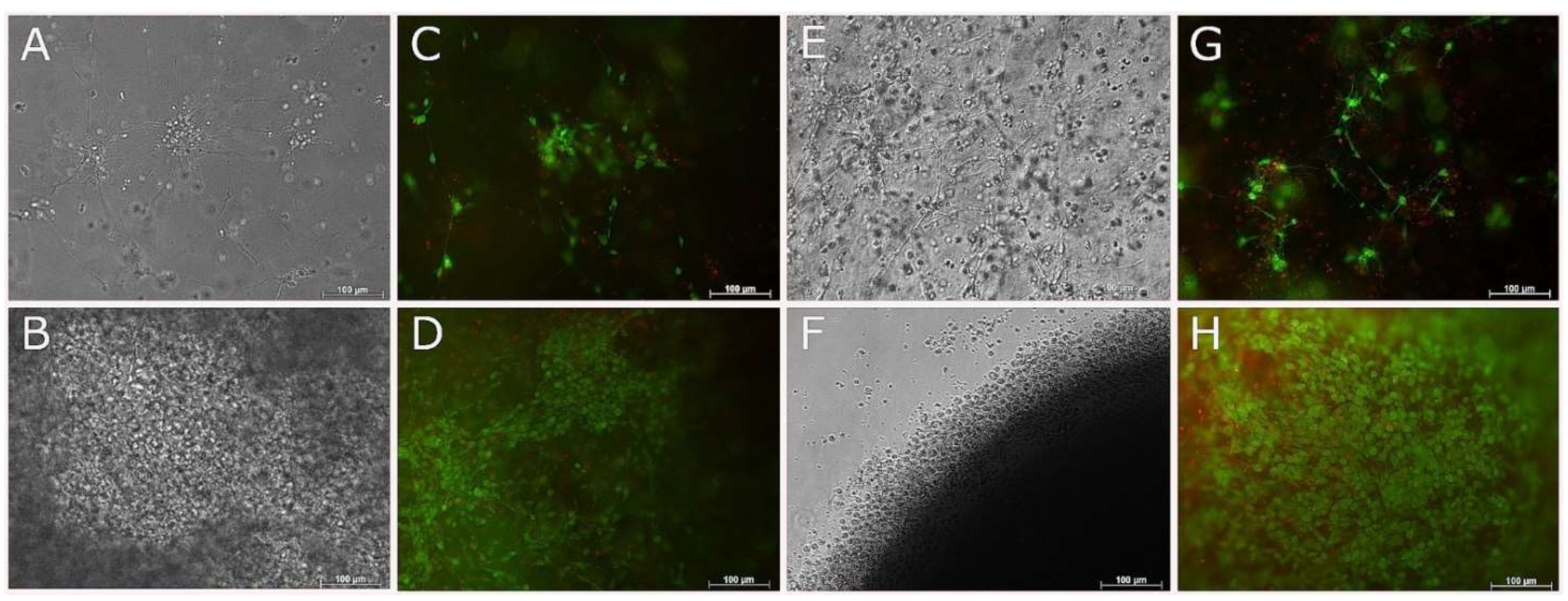 Biomedicines 09 00016 g008 Biomedicines 09 00016 g008