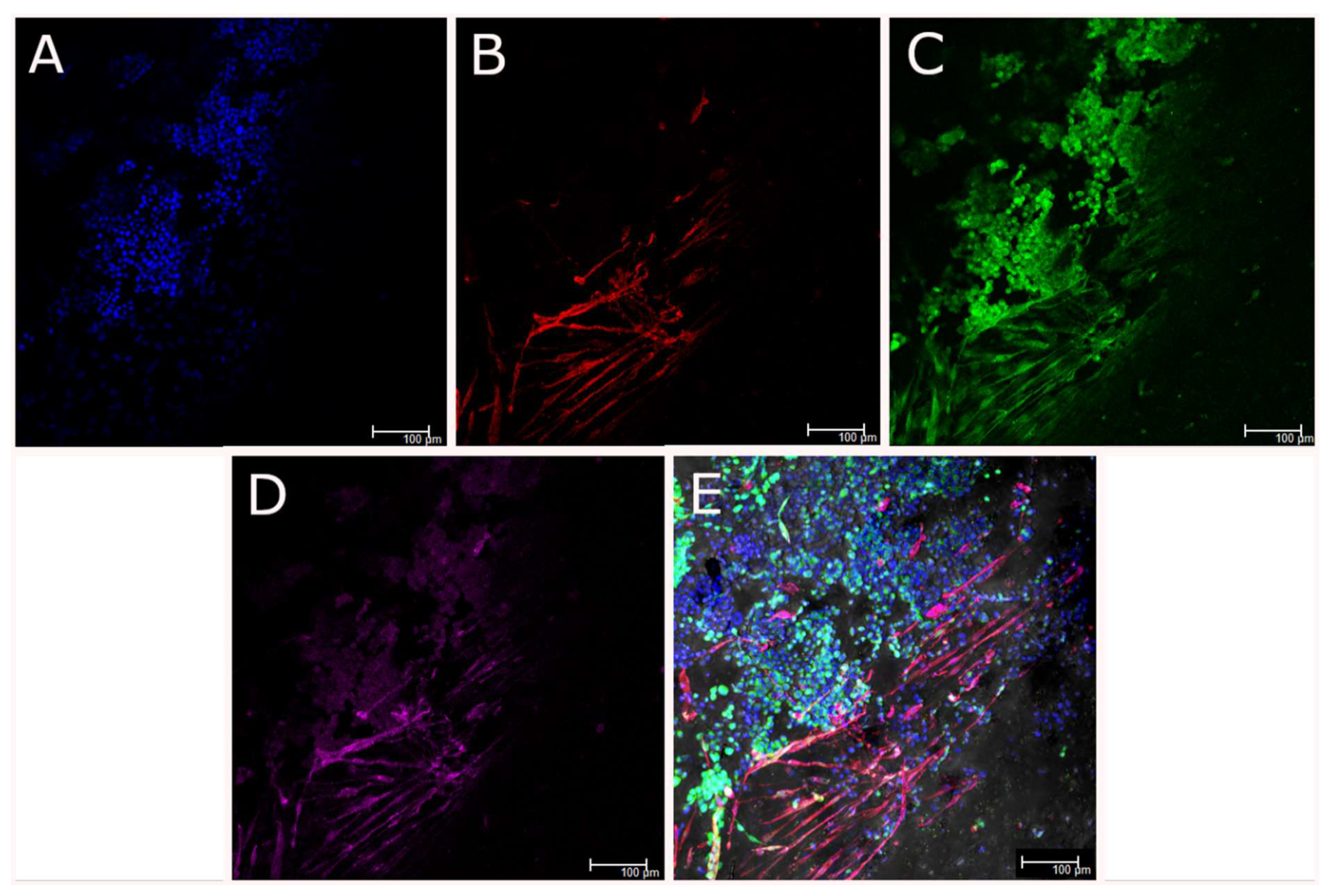 Biomedicines 09 00016 g011 Biomedicines 09 00016 g011