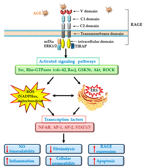 Biomedicines 09 00018 g002 550