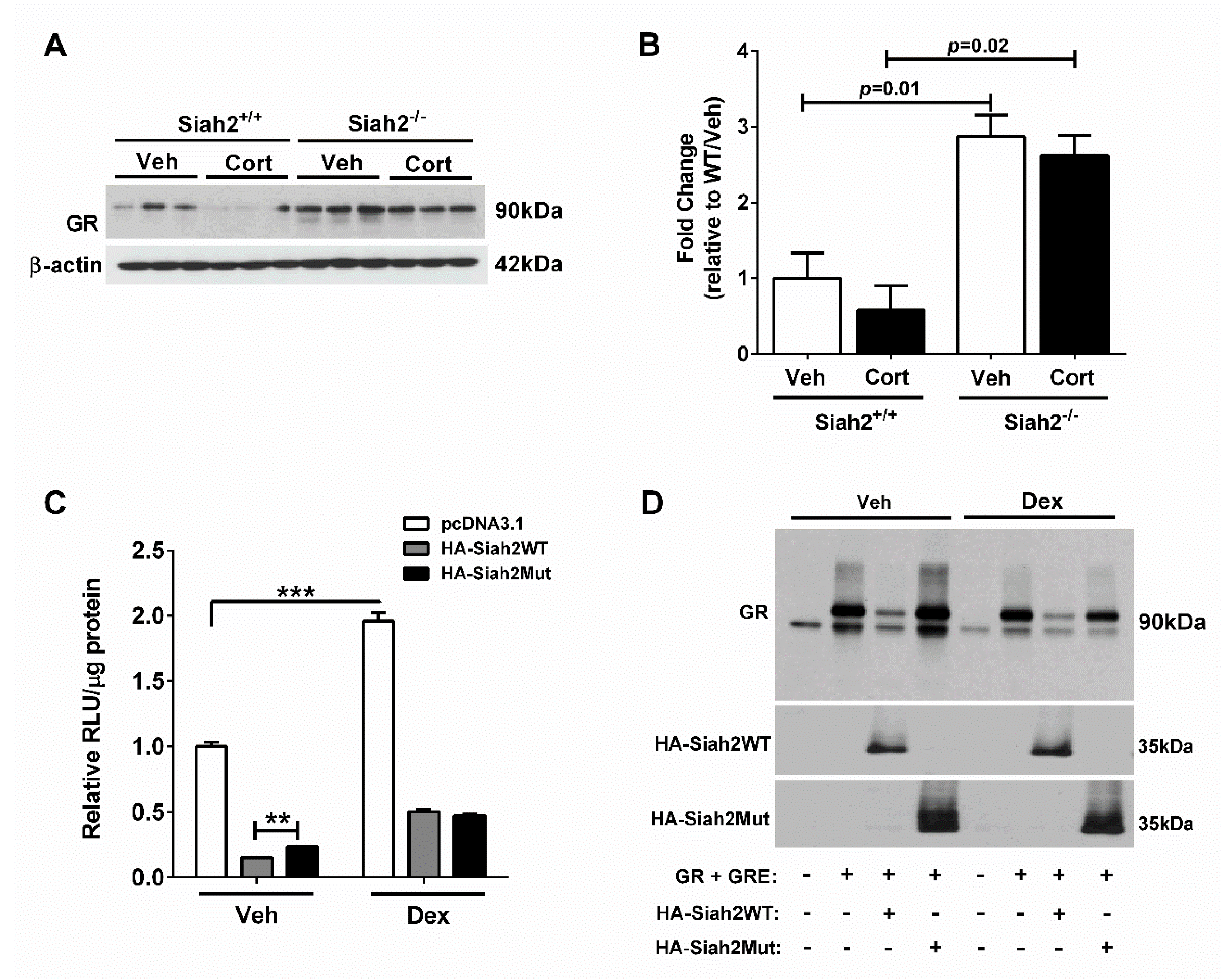 Biomedicines 09 00022 g007 Biomedicines 09 00022 g007