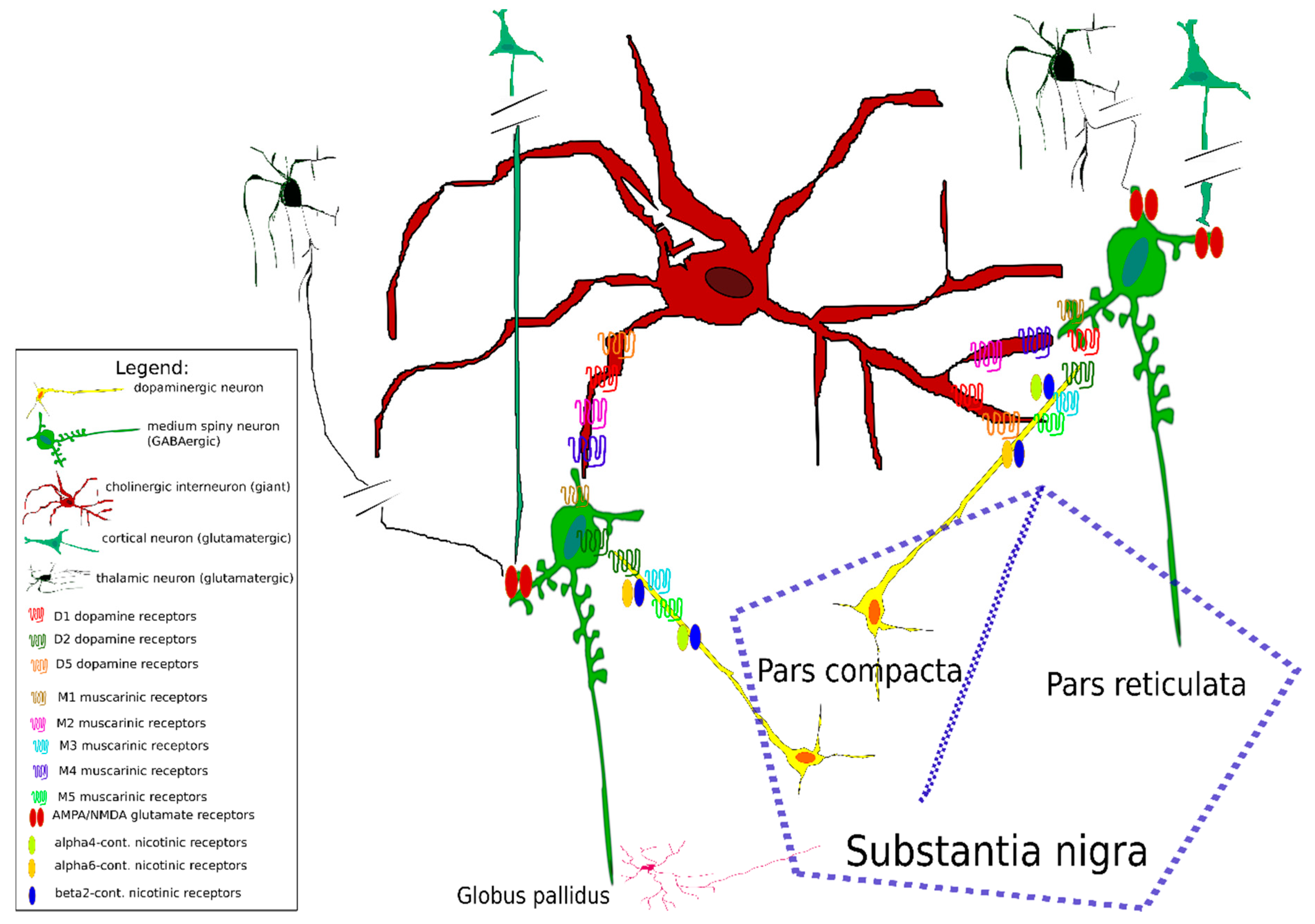 Biomedicines Free Full Text Two Players In The Field Hierarchical Model Of Interaction Between The Dopamine And Acetylcholine Signaling Systems In The Striatum Html