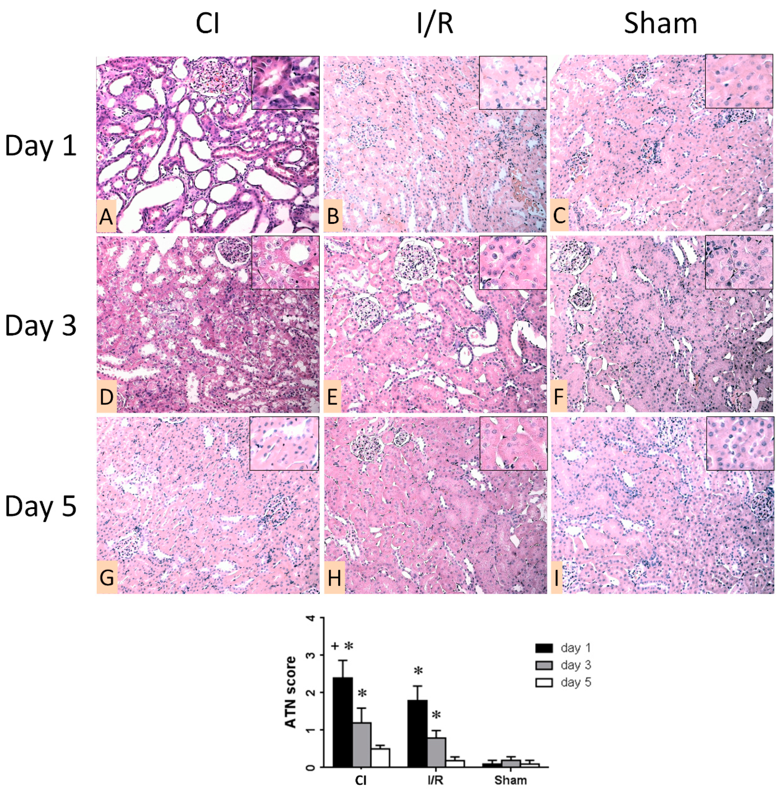 Biomedicines 09 00030 g002