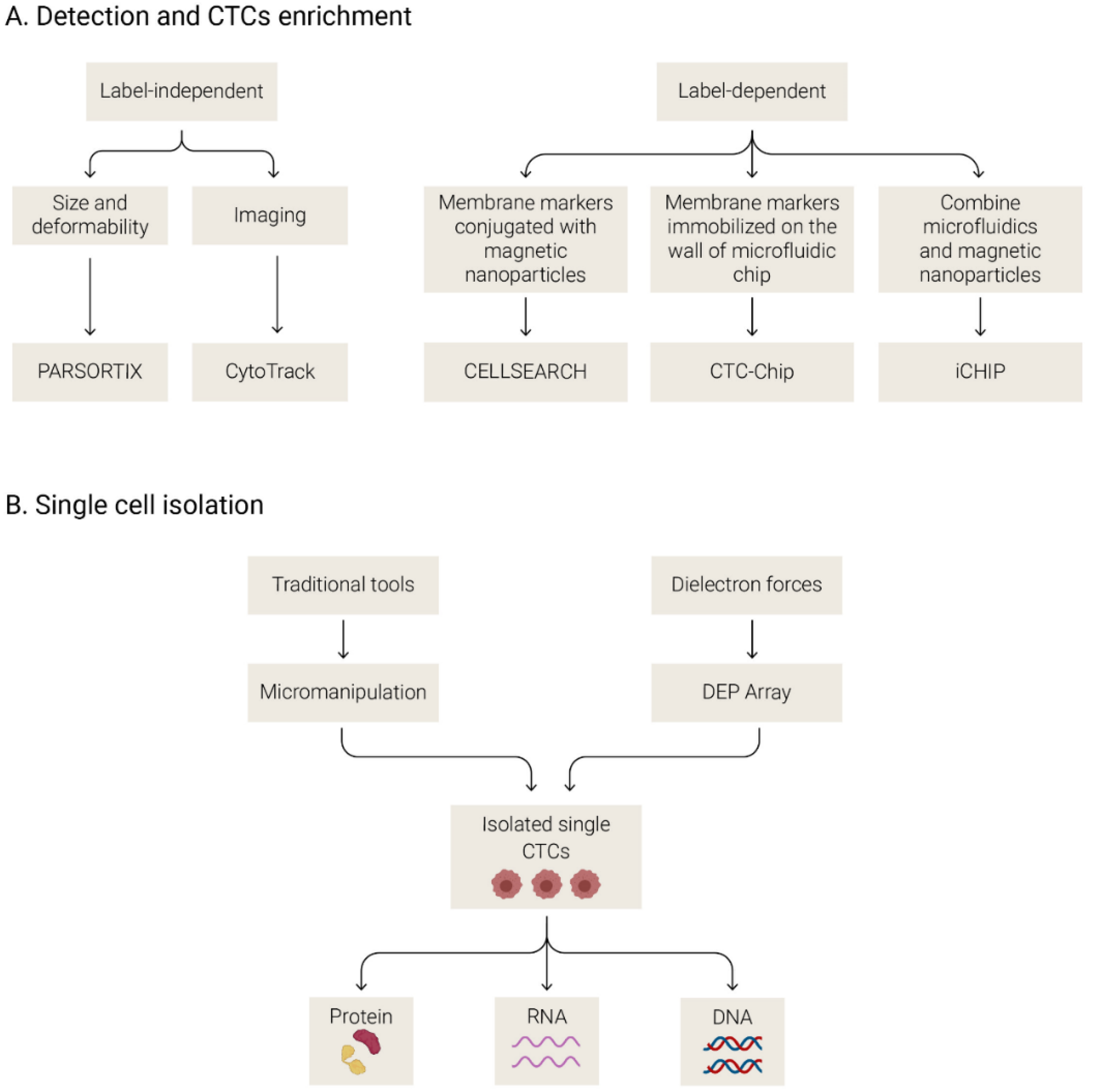 Biomedicines 09 00048 g003