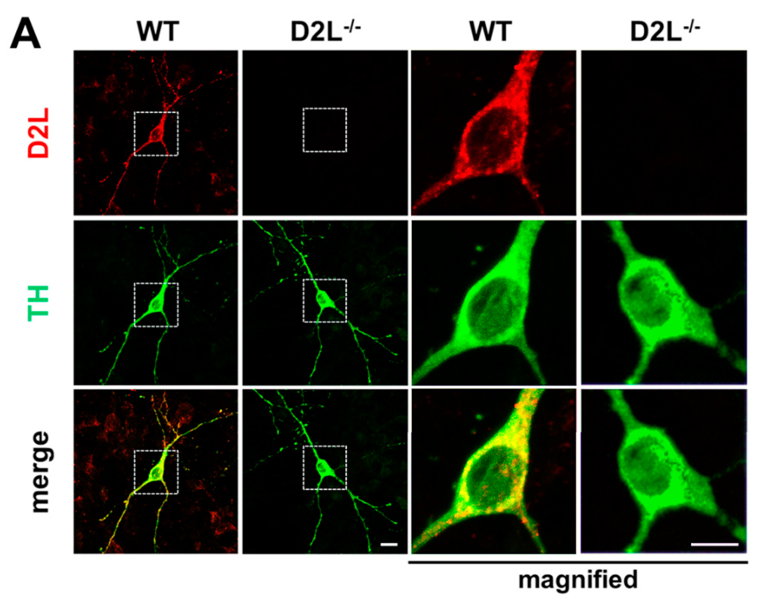 Biomedicines 09 00049 g002a