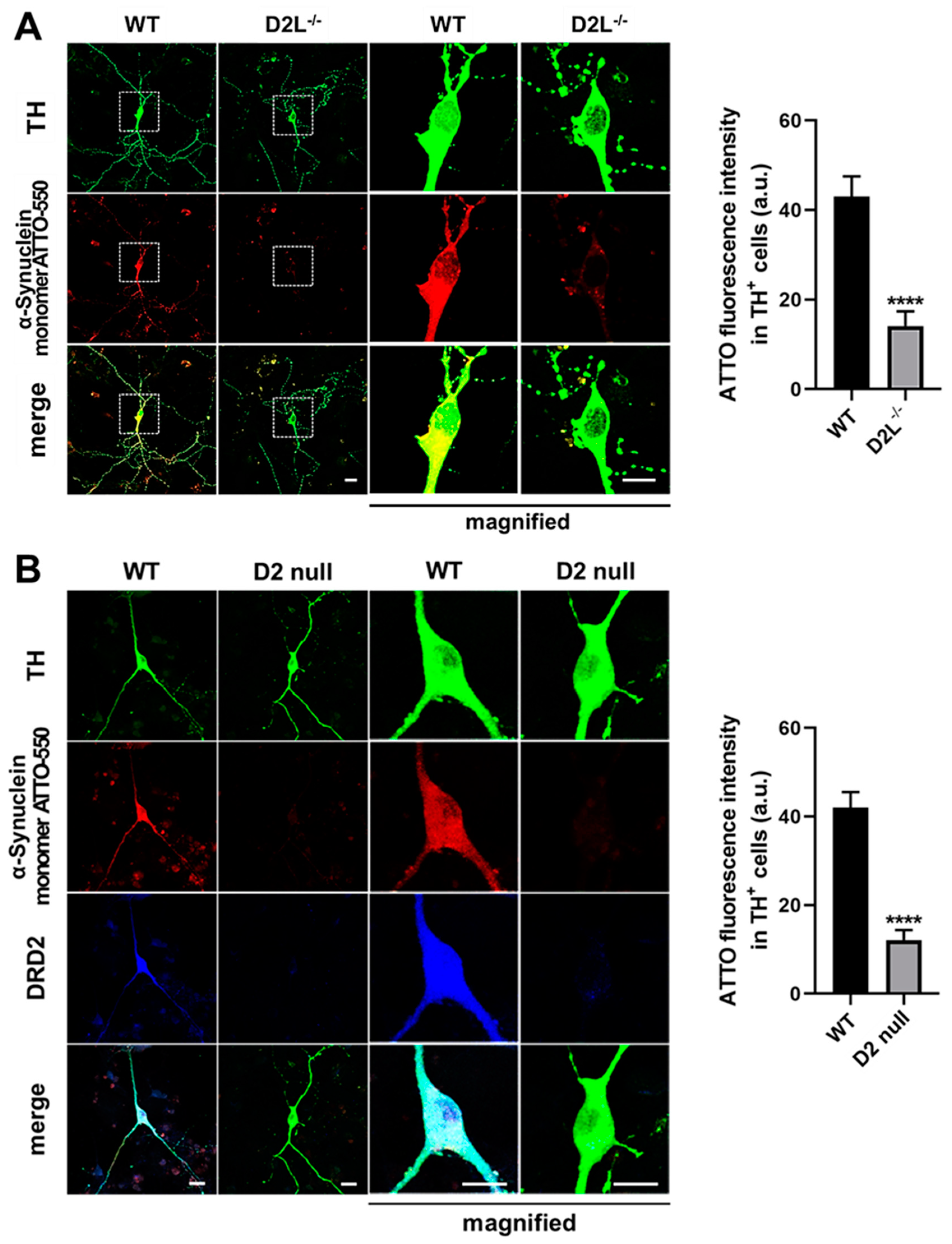 Biomedicines 09 00049 g003