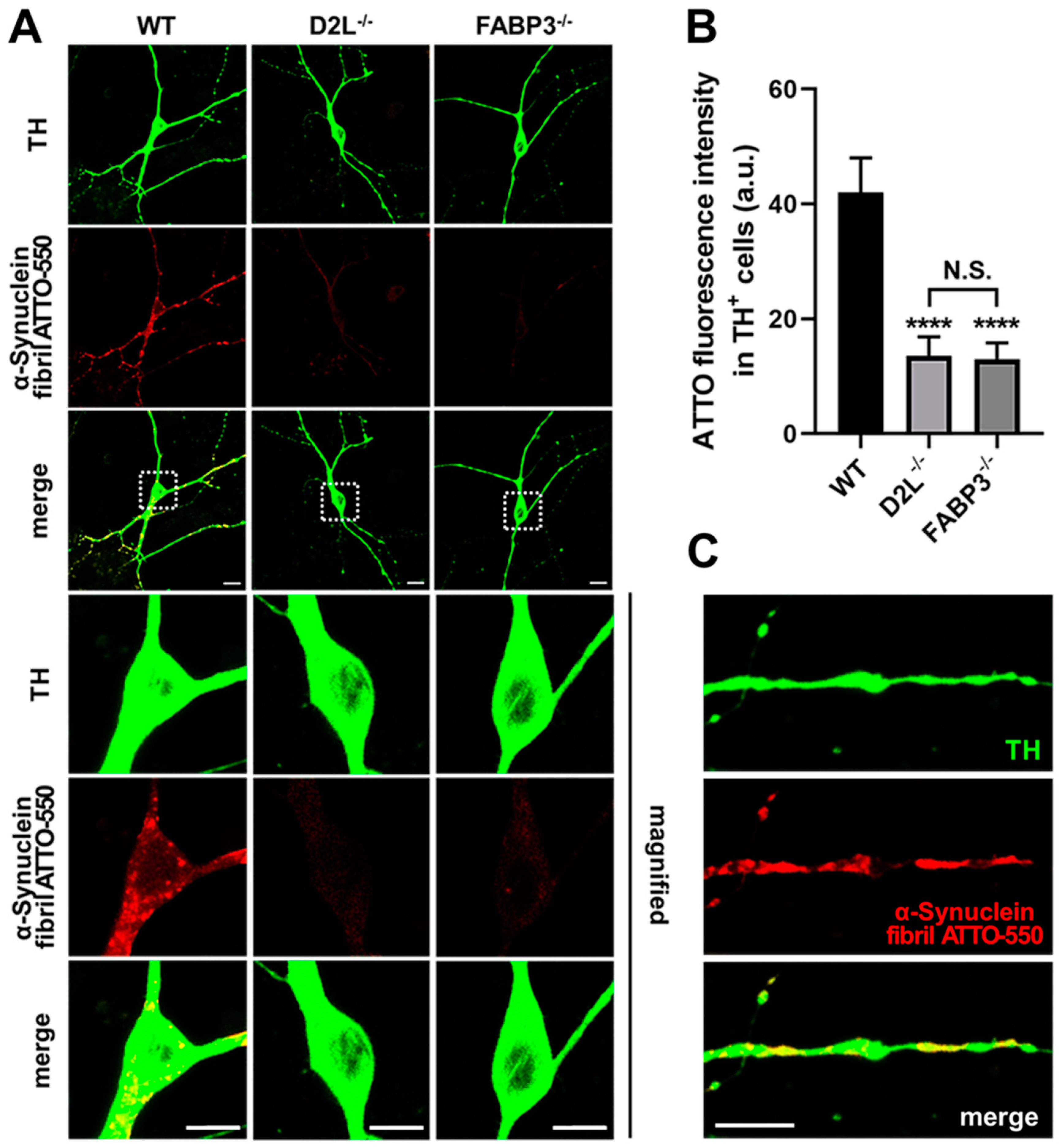 Biomedicines 09 00049 g006