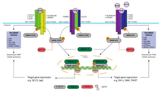 Biomedicines Free Full Text Endothelial Dysfunction In Pulmonary Hypertension Cause Or Consequence Html