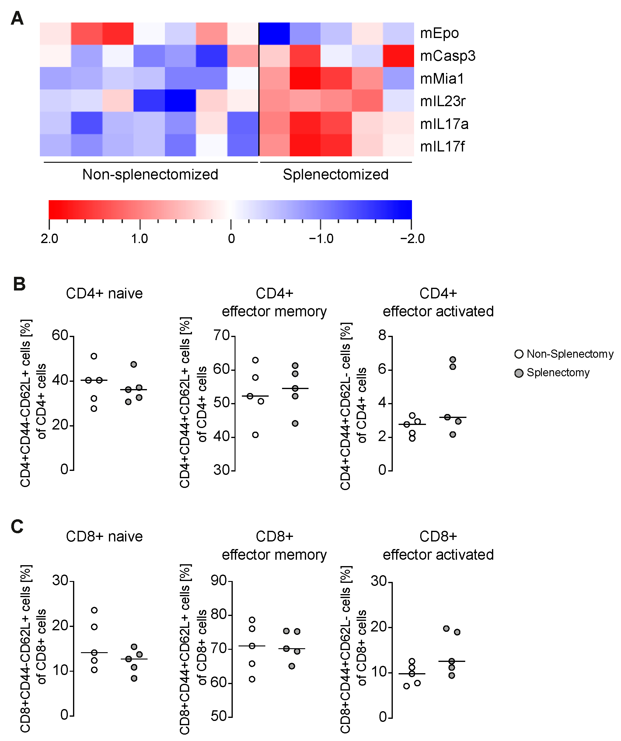 biomedicines free full text splenectomy prior to experimental induction of autoimmune hepatitis promotes more severe hepatic inflammation production of il 17 and apoptosis html