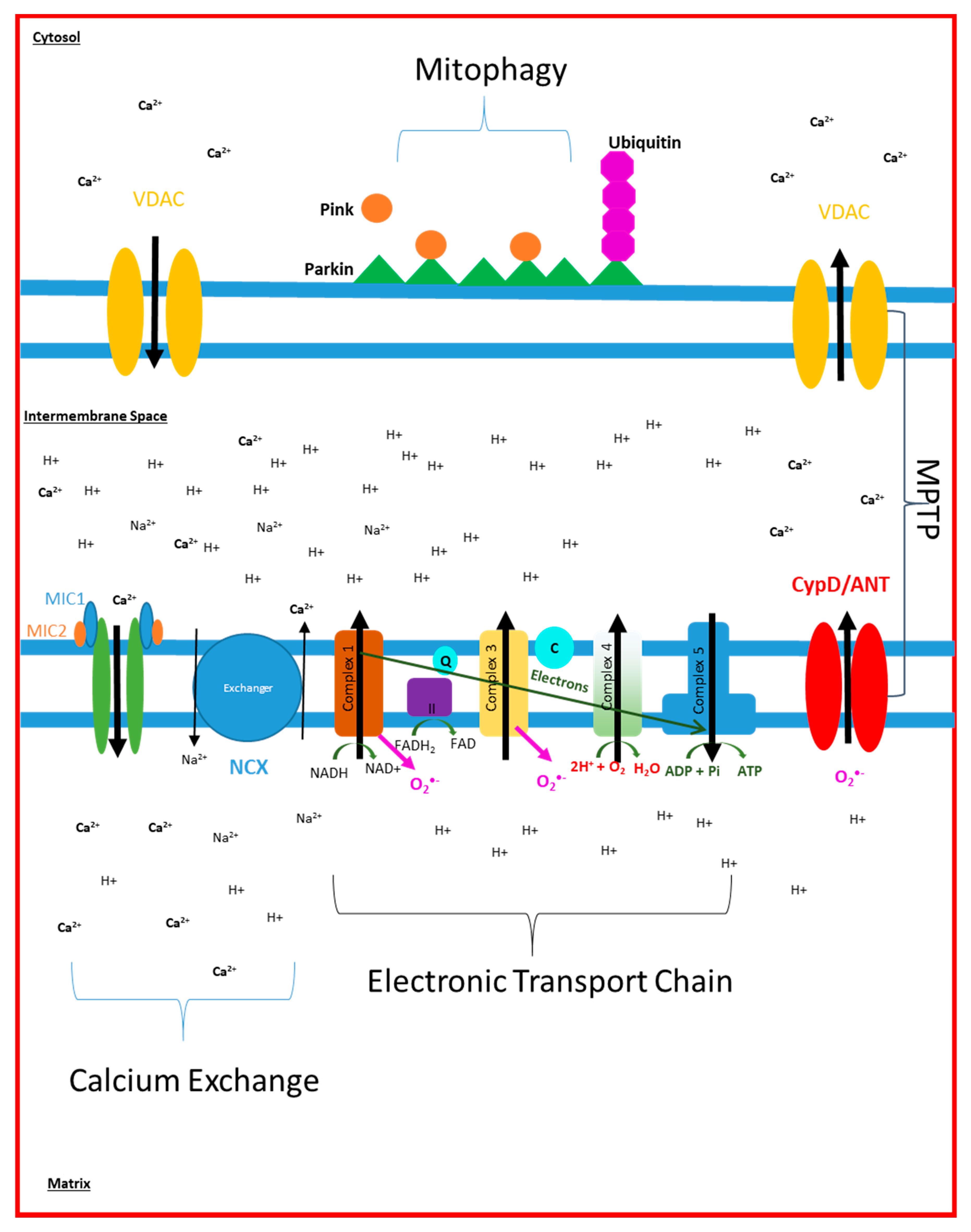 Biomedicines 09 00063 g001