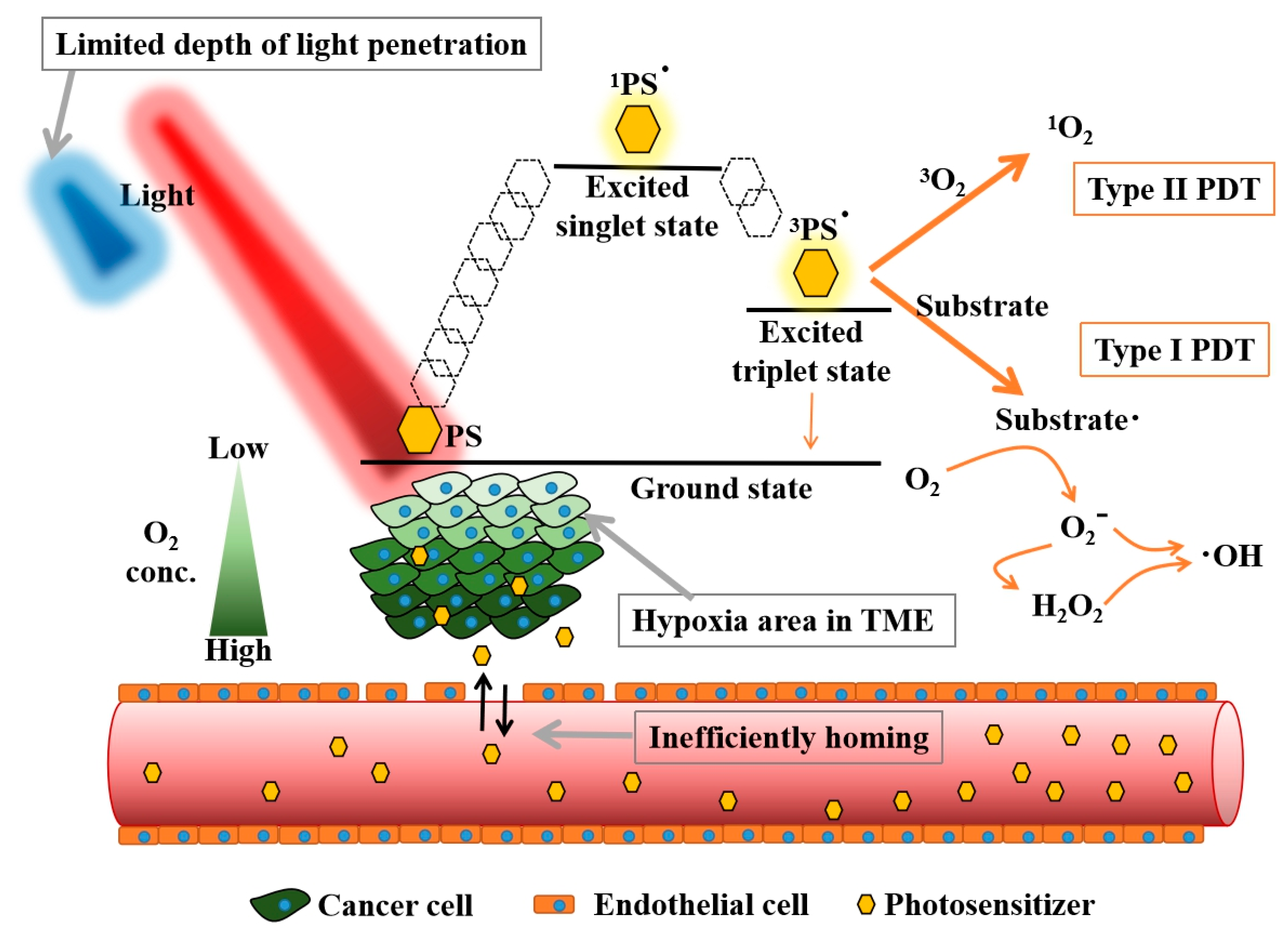 Biomedicines  Free FullText  Recent Advances in Photodynamic Therapy