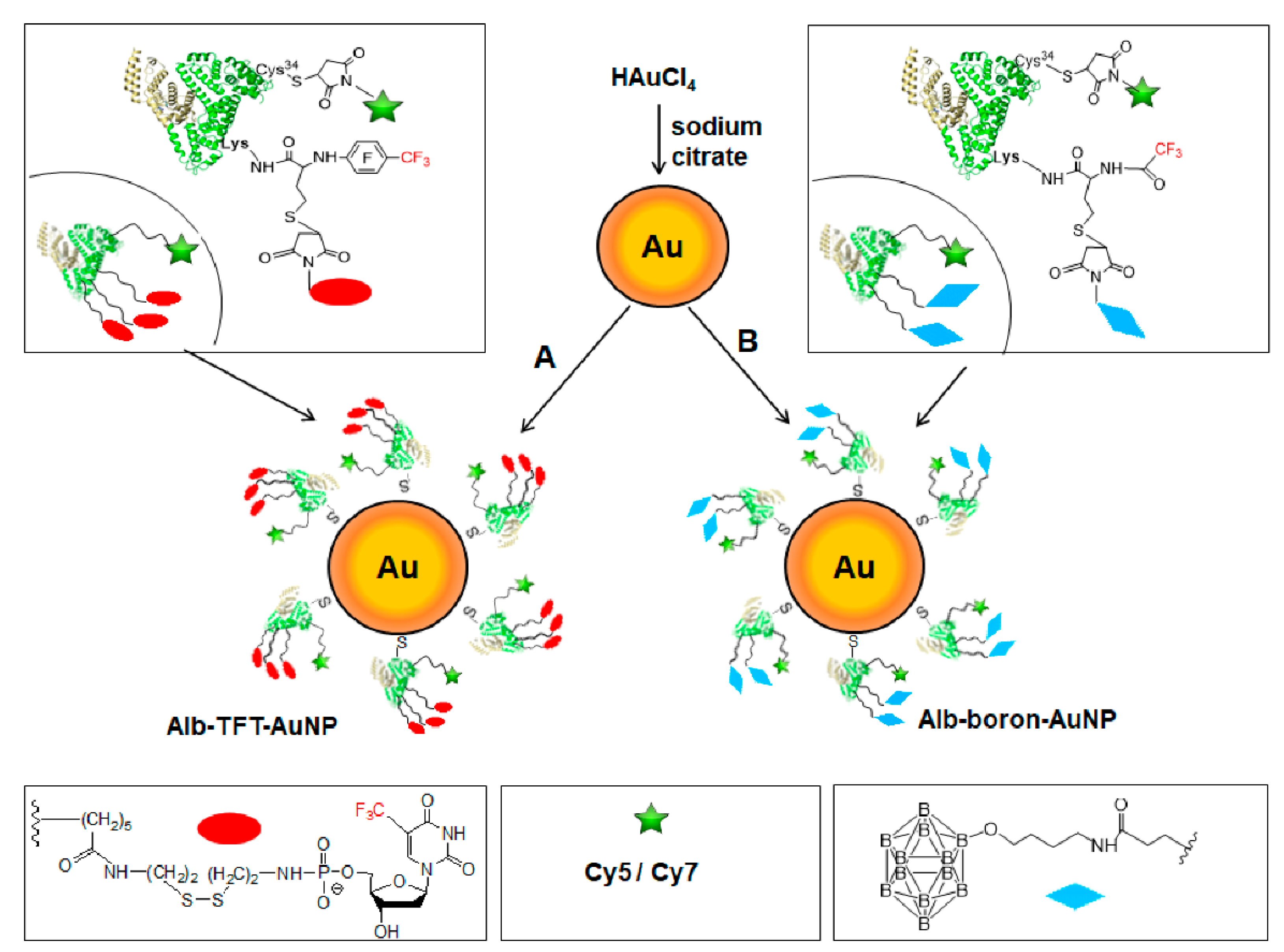 Biomedicines Free Full Text Rational Design Of Albumin Theranostic Conjugates For Gold Nanoparticles Anticancer Drugs Where The Seed Meets The Soil