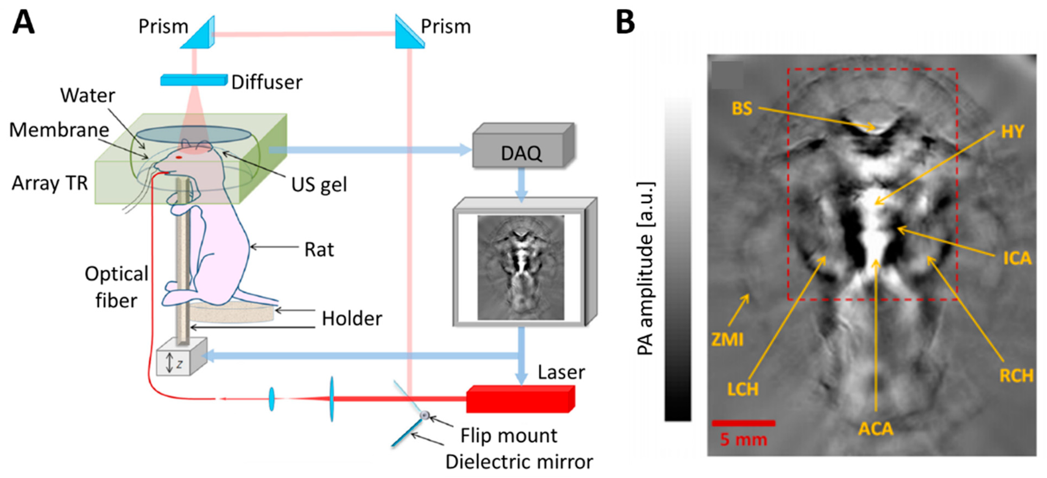 Biomedicines 09 00080 g004 Biomedicines 09 00080 g004