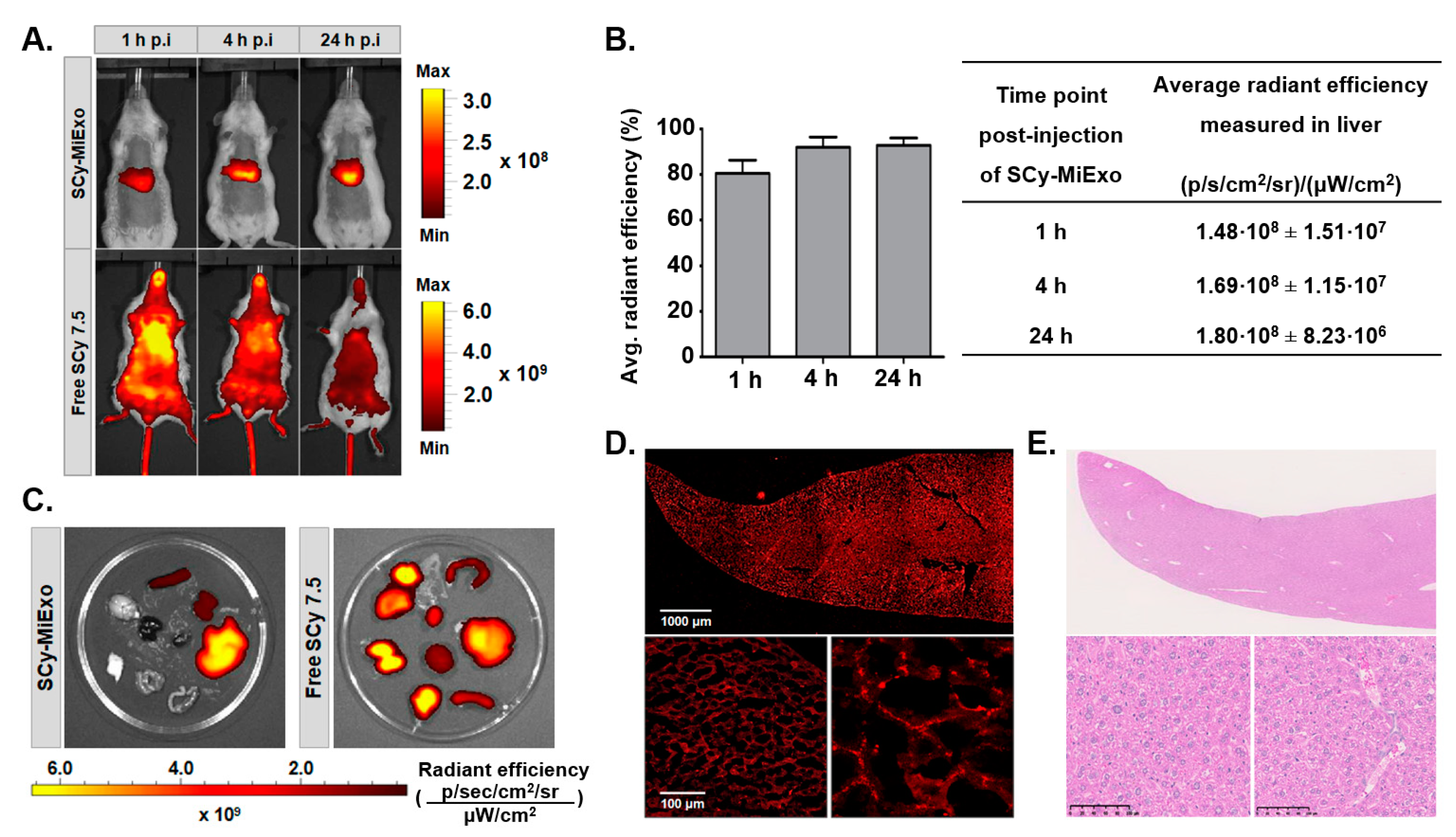 Biomedicines Free Full Text Covalently Labeled Fluorescent Exosomes For In Vitro And In Vivo Applications Html Biomedicines Free Full Text Covalently Labeled Fluorescent Exosomes For In Vitro And In Vivo Applications Html