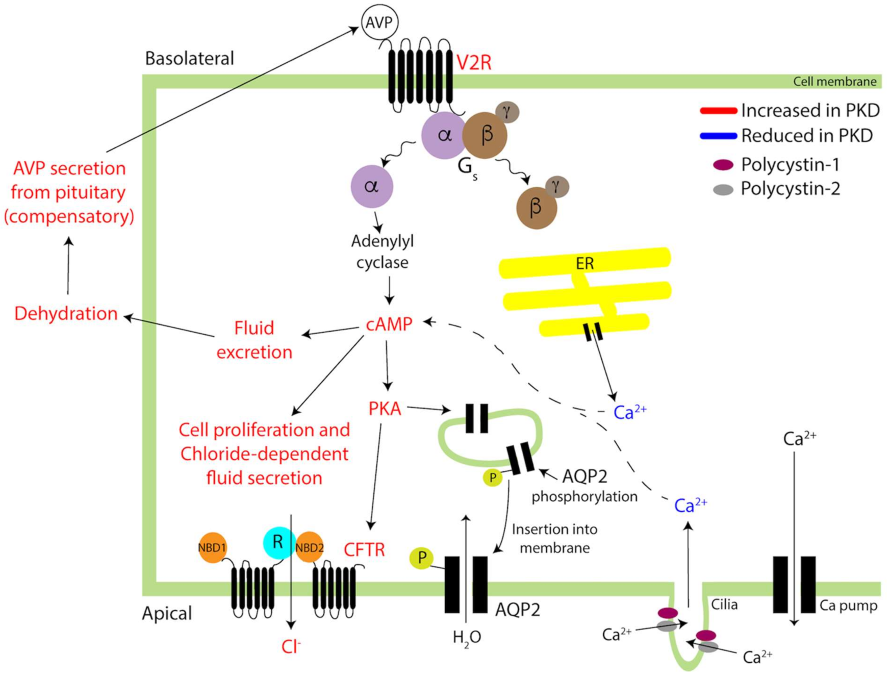 Biomedicines 09 00089 g003