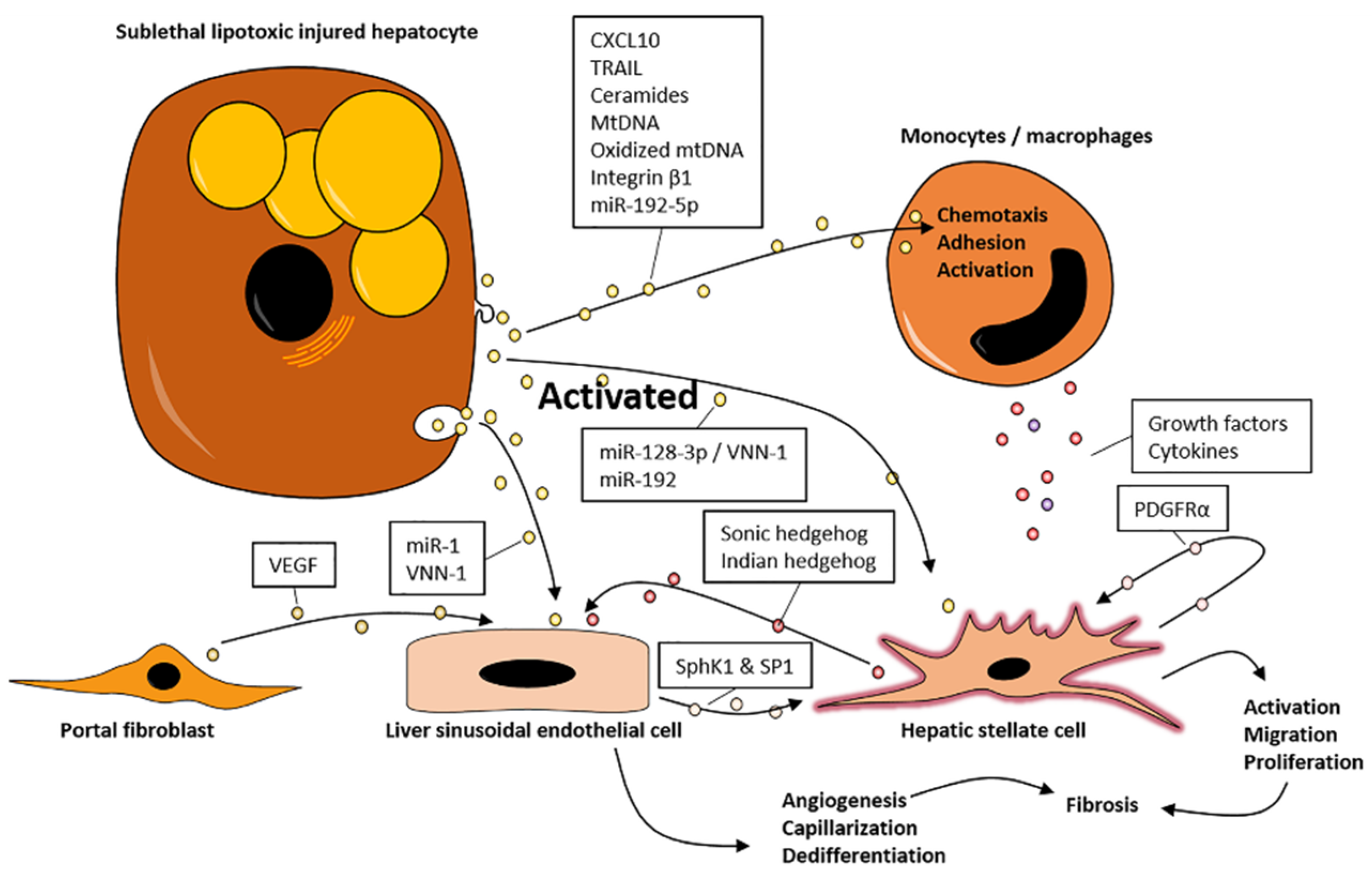 Biomedicines 09 00093 g002 Biomedicines 09 00093 g002