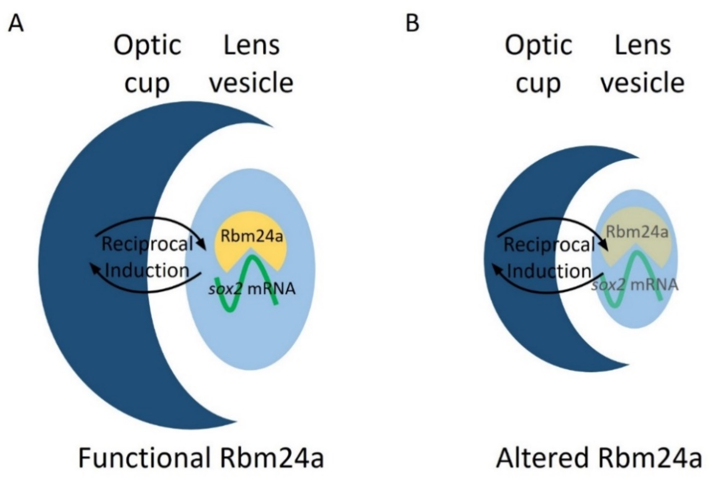 Biomedicines 09 00100 g007