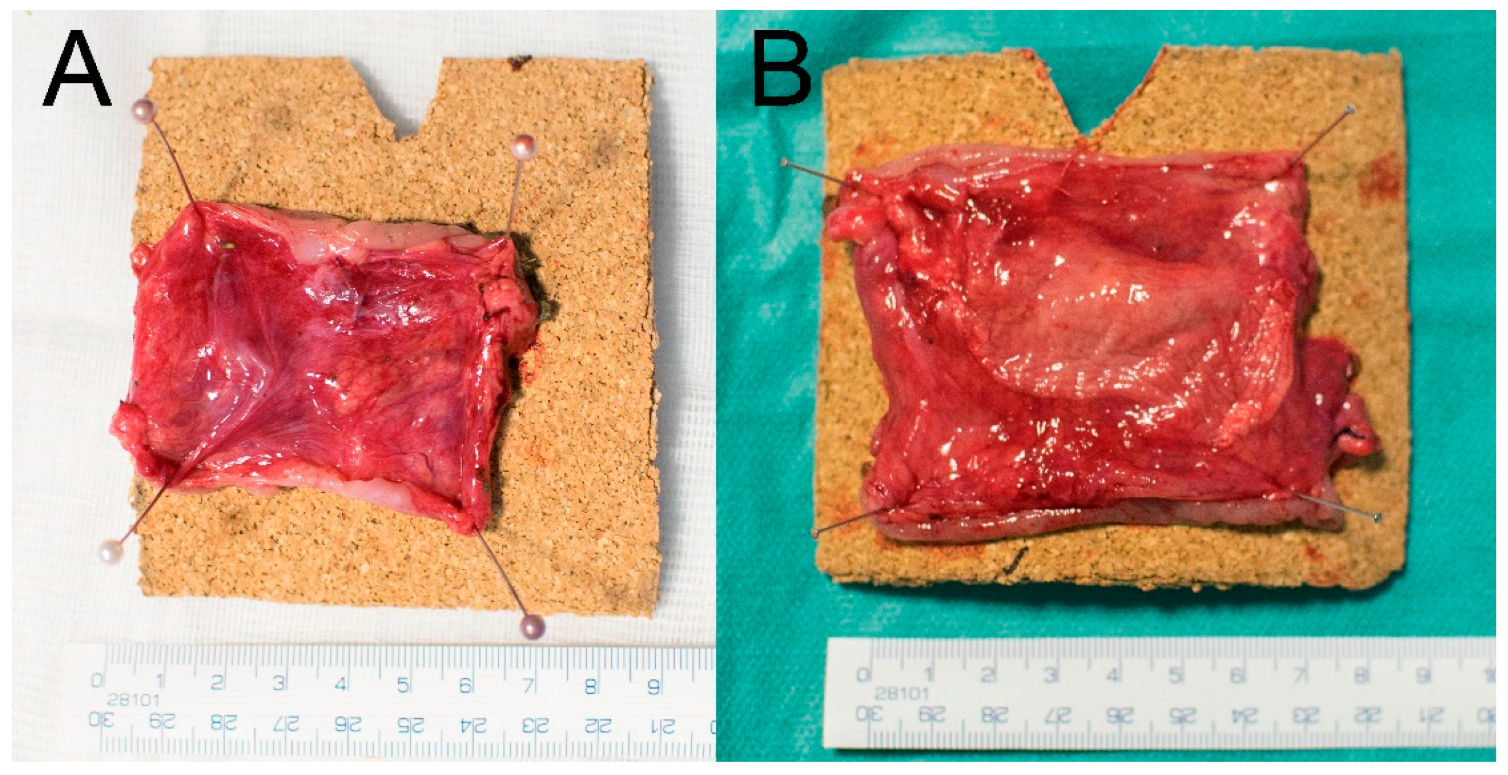 Biomedicines 09 00102 g006