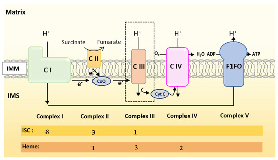 Biomedicines 09 00103 g003 550