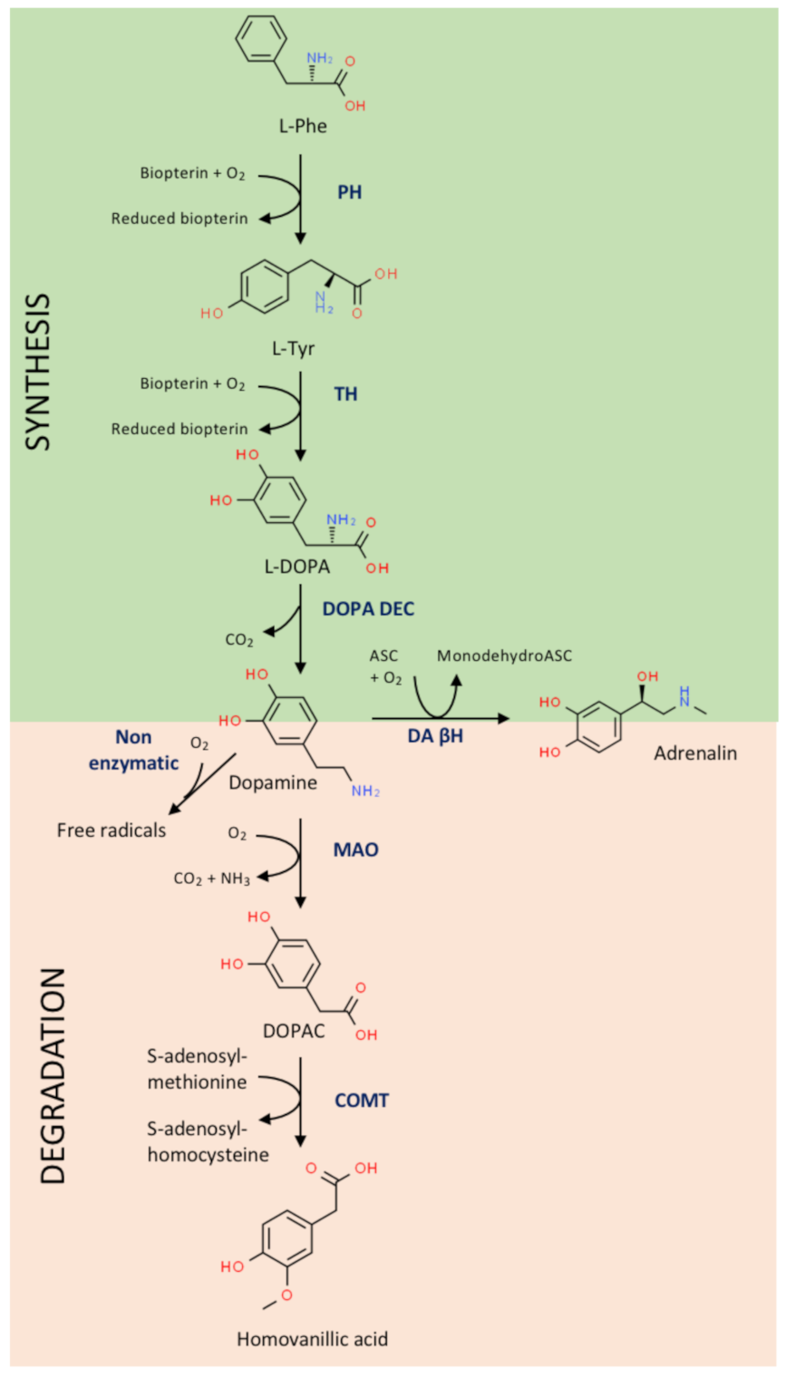 Biomedicines Free Full Text Dopamine In Health And Disease Much More Than A Neurotransmitter Biomedicines Free Full Text Dopamine In Health And Disease Much More Than A Neurotransmitter
