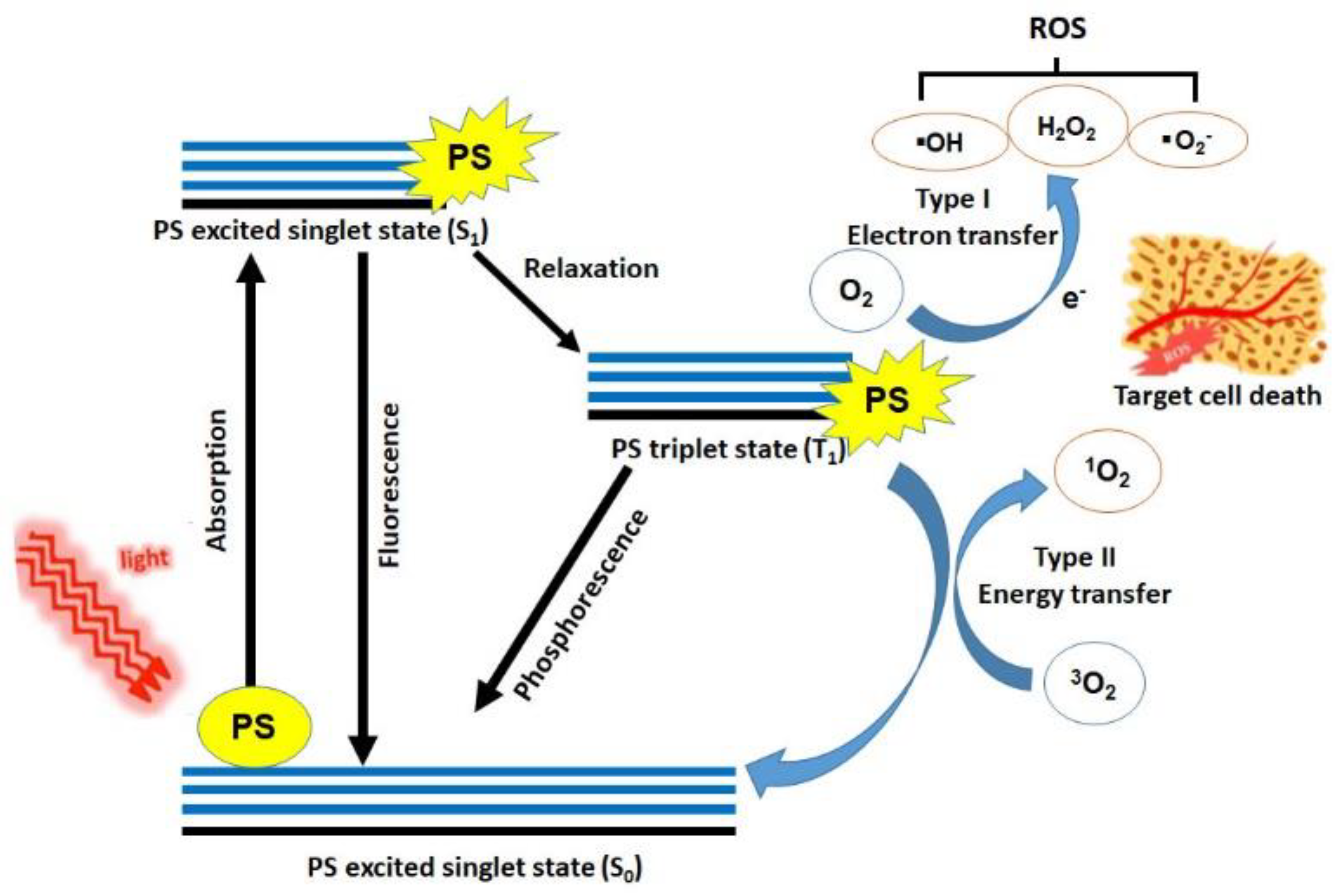 biomedicines 09 00113 g001