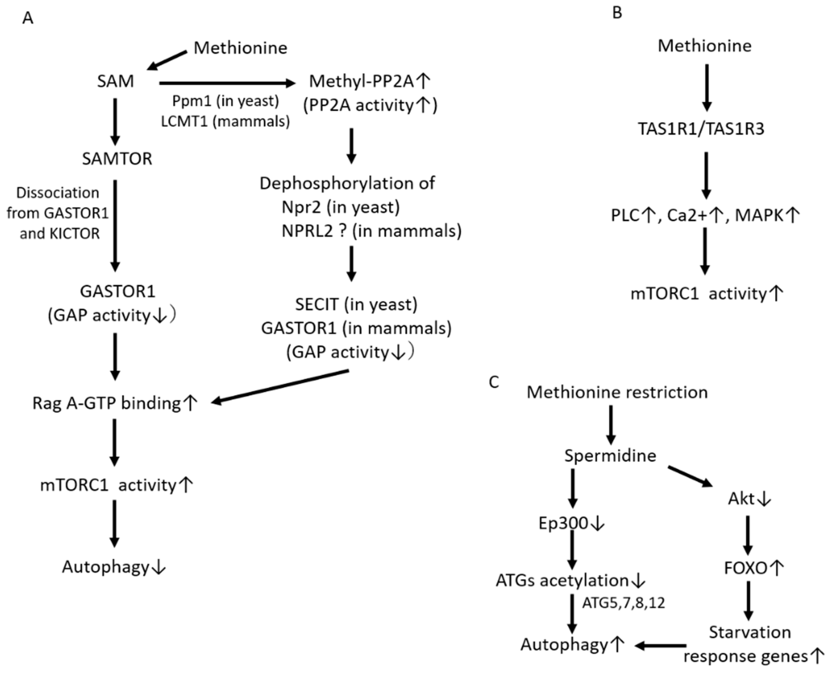 Biomedicines 09 00130 g002