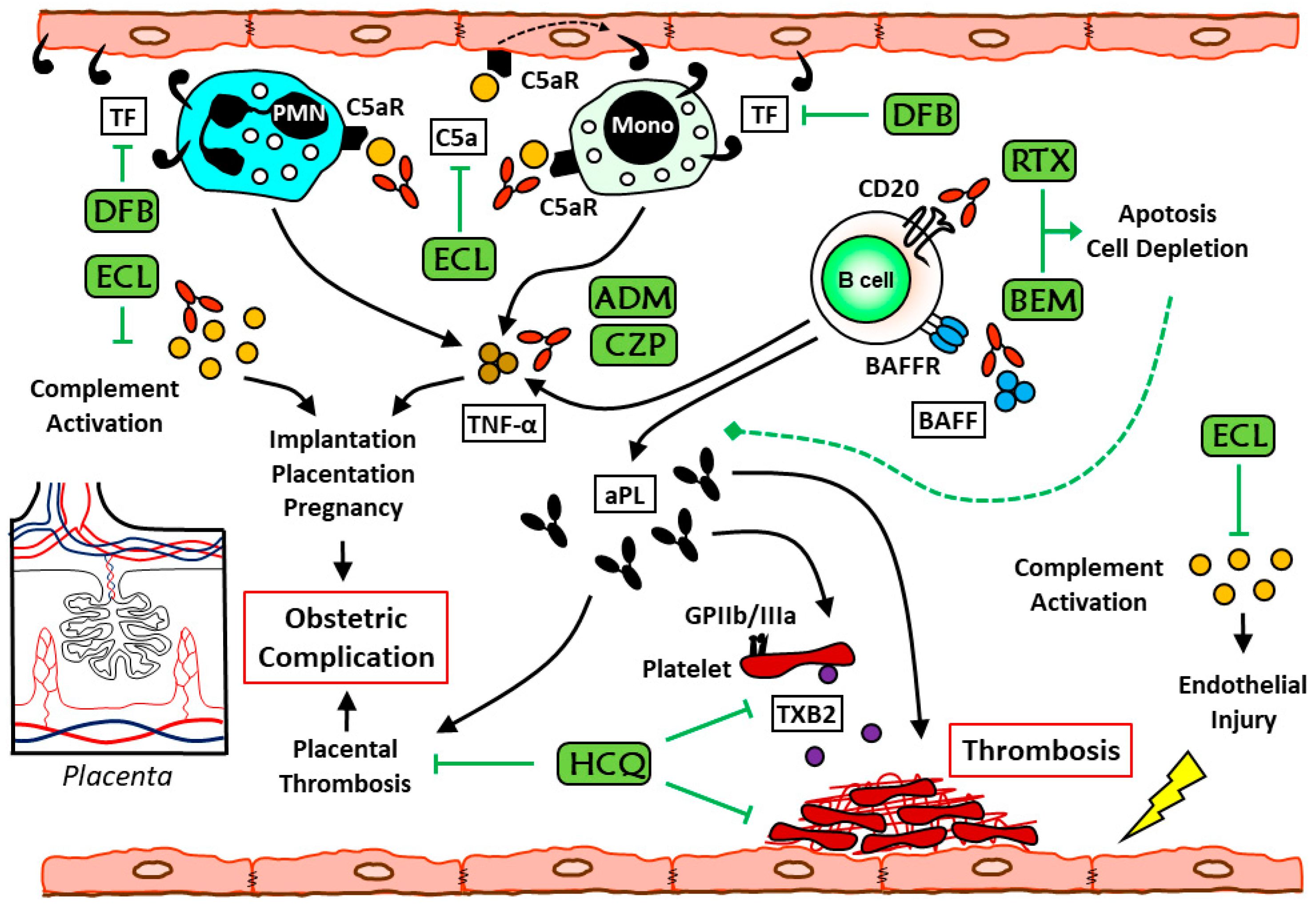 Biomedicines 09 00132 g001