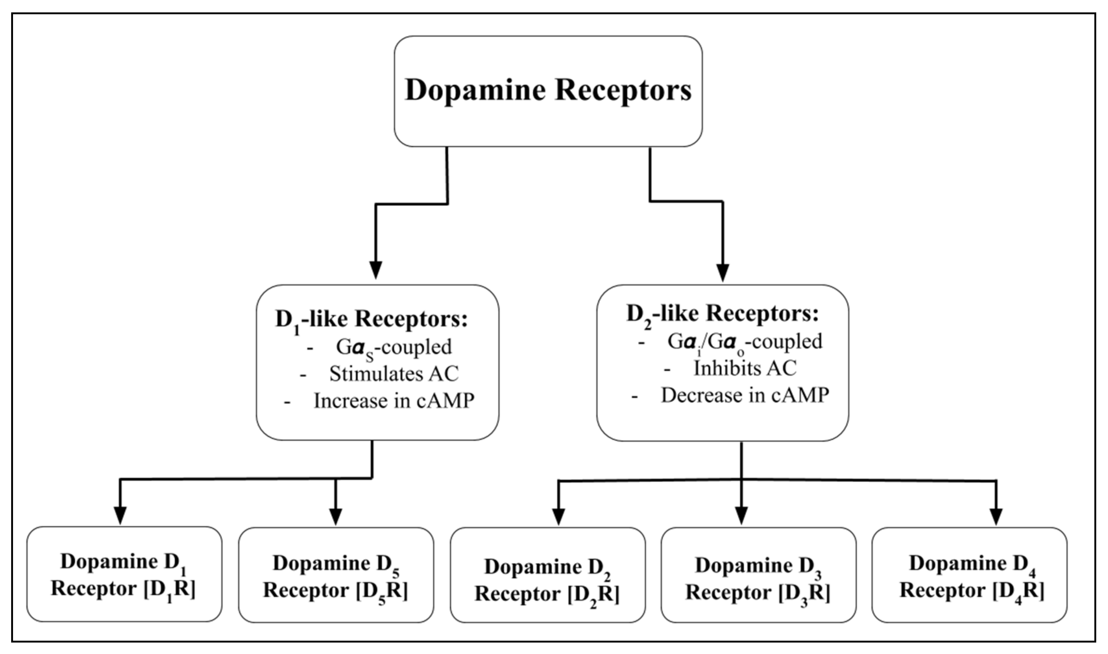 Dopamine Receptors