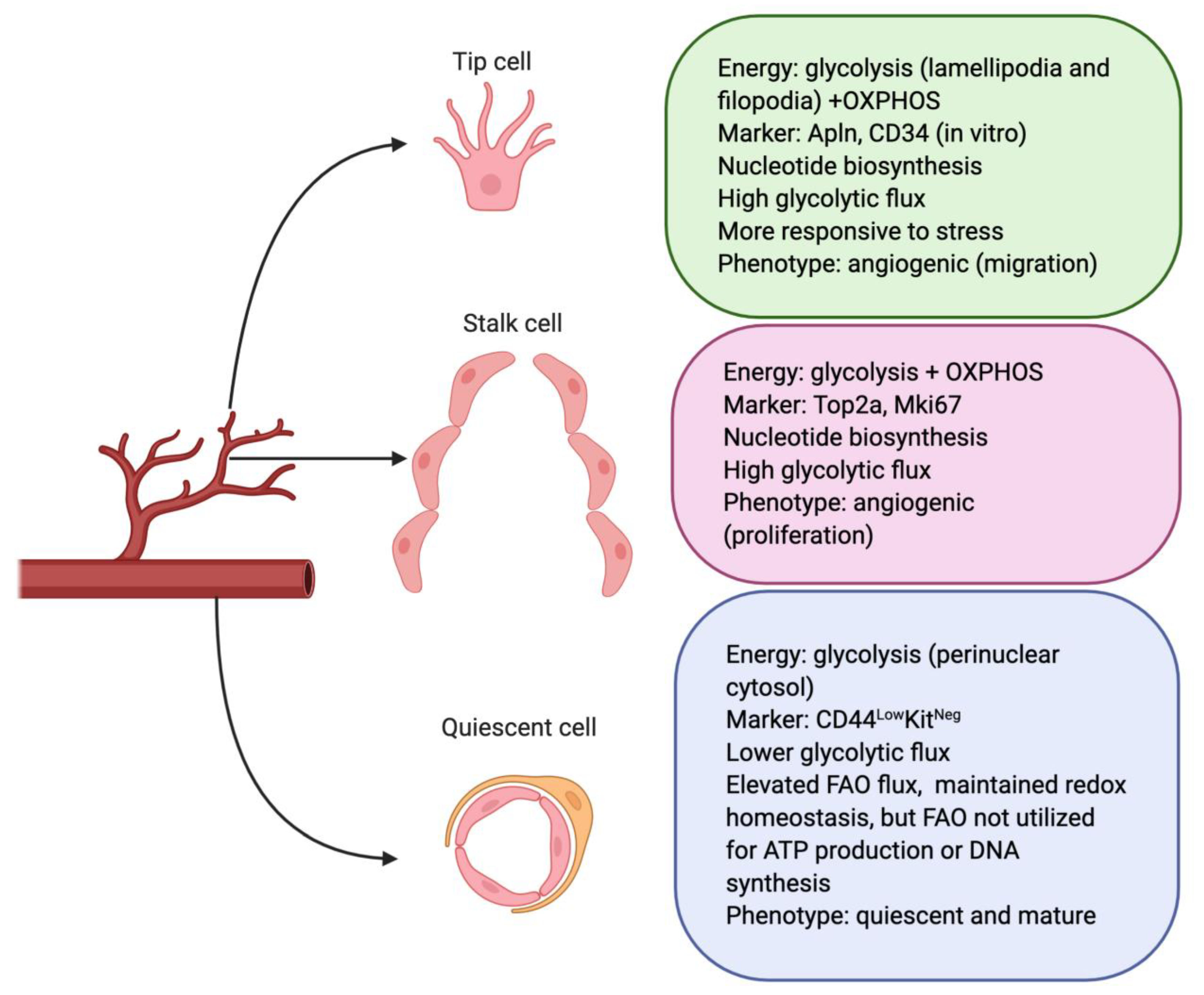Biomedicines 09 00147 g001 Biomedicines 09 00147 g001