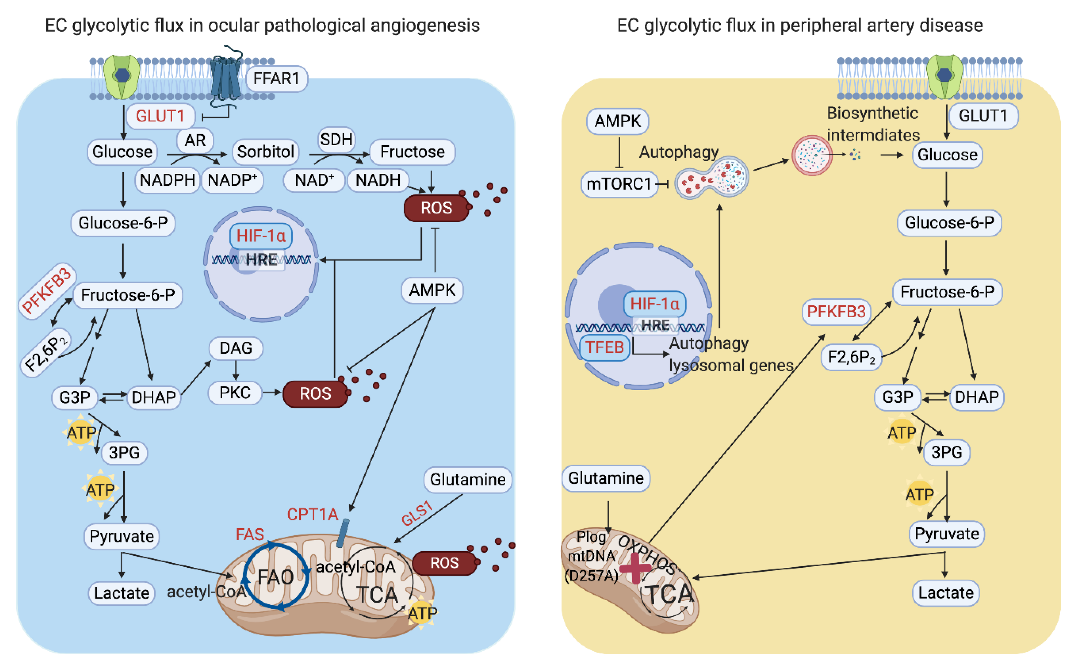 Endothelial Cell Glucose Metabolism and Angiogenesis Endothelial Cell Glucose Metabolism and Angiogenesis