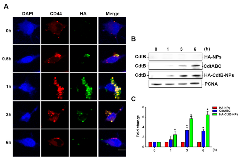 Biomedicines 09 00151 g003 Biomedicines 09 00151 g003