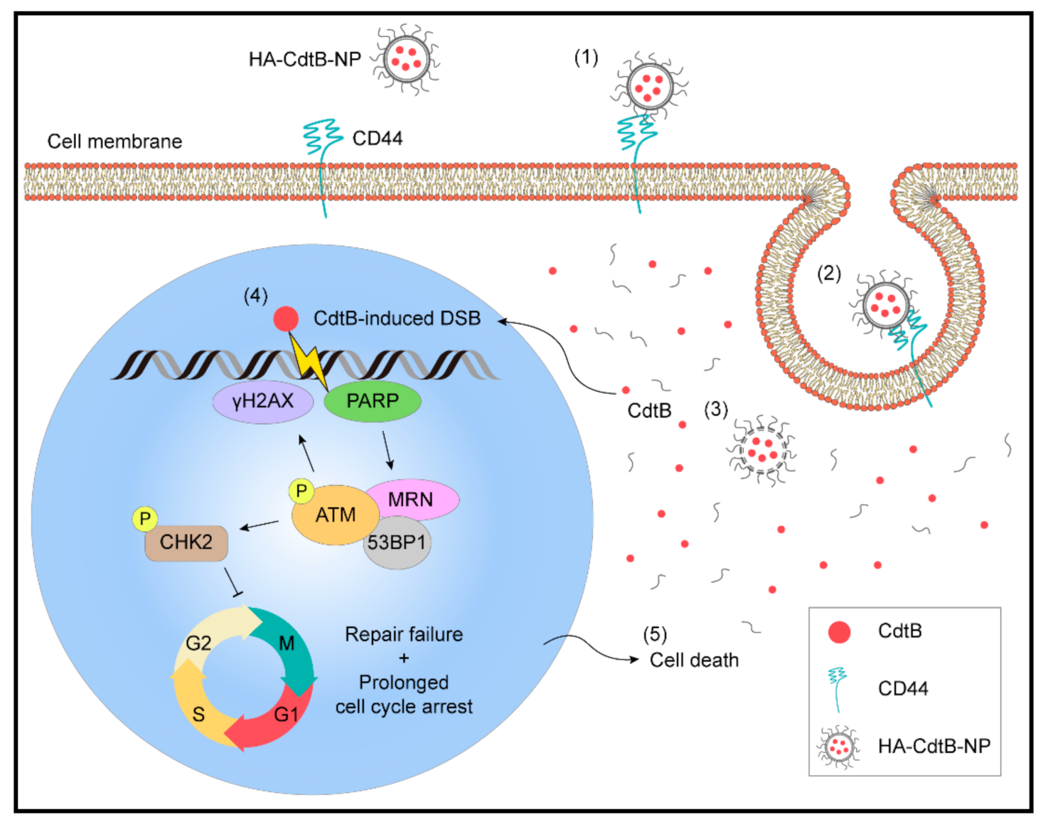 Biomedicines 09 00151 g007 Biomedicines 09 00151 g007