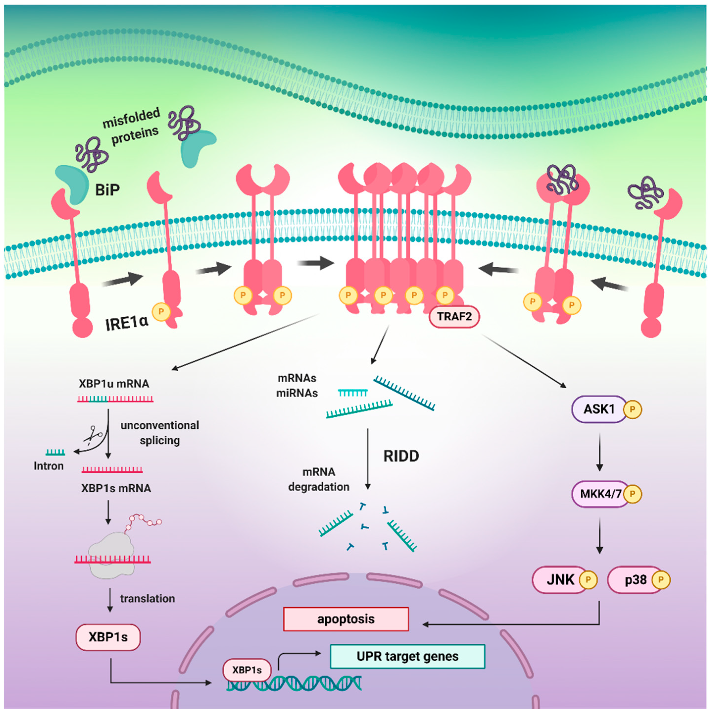 Biomedicines 09 00156 g002