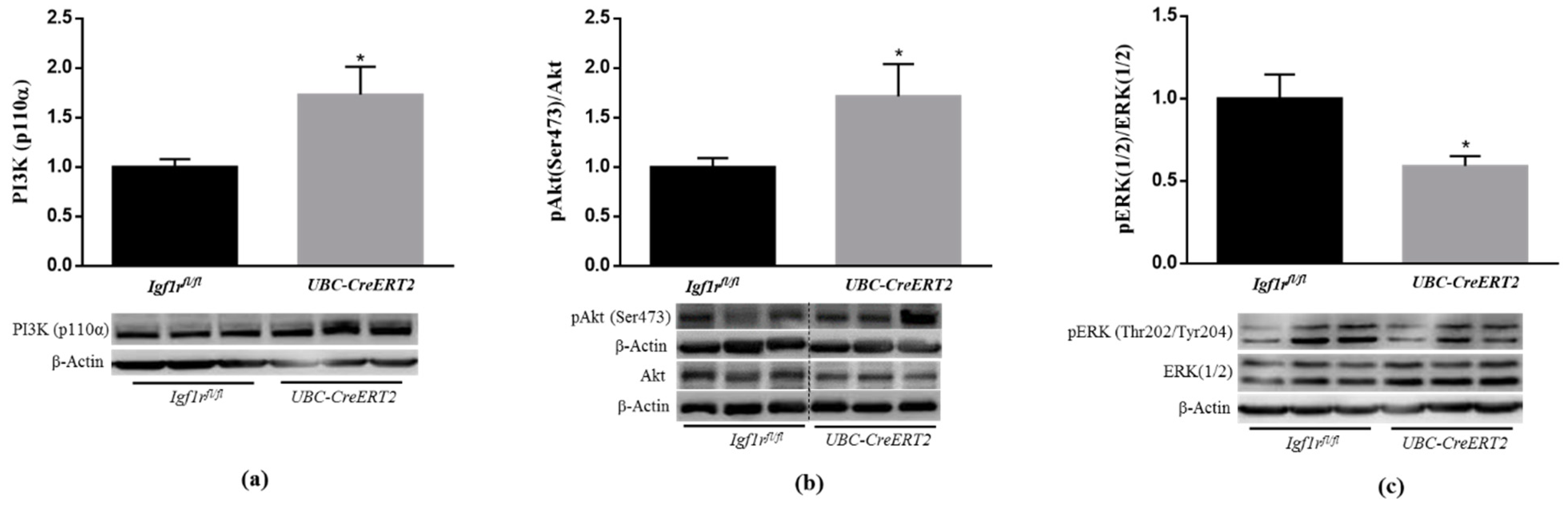 Biomedicines 09 00158 g002 Biomedicines 09 00158 g002